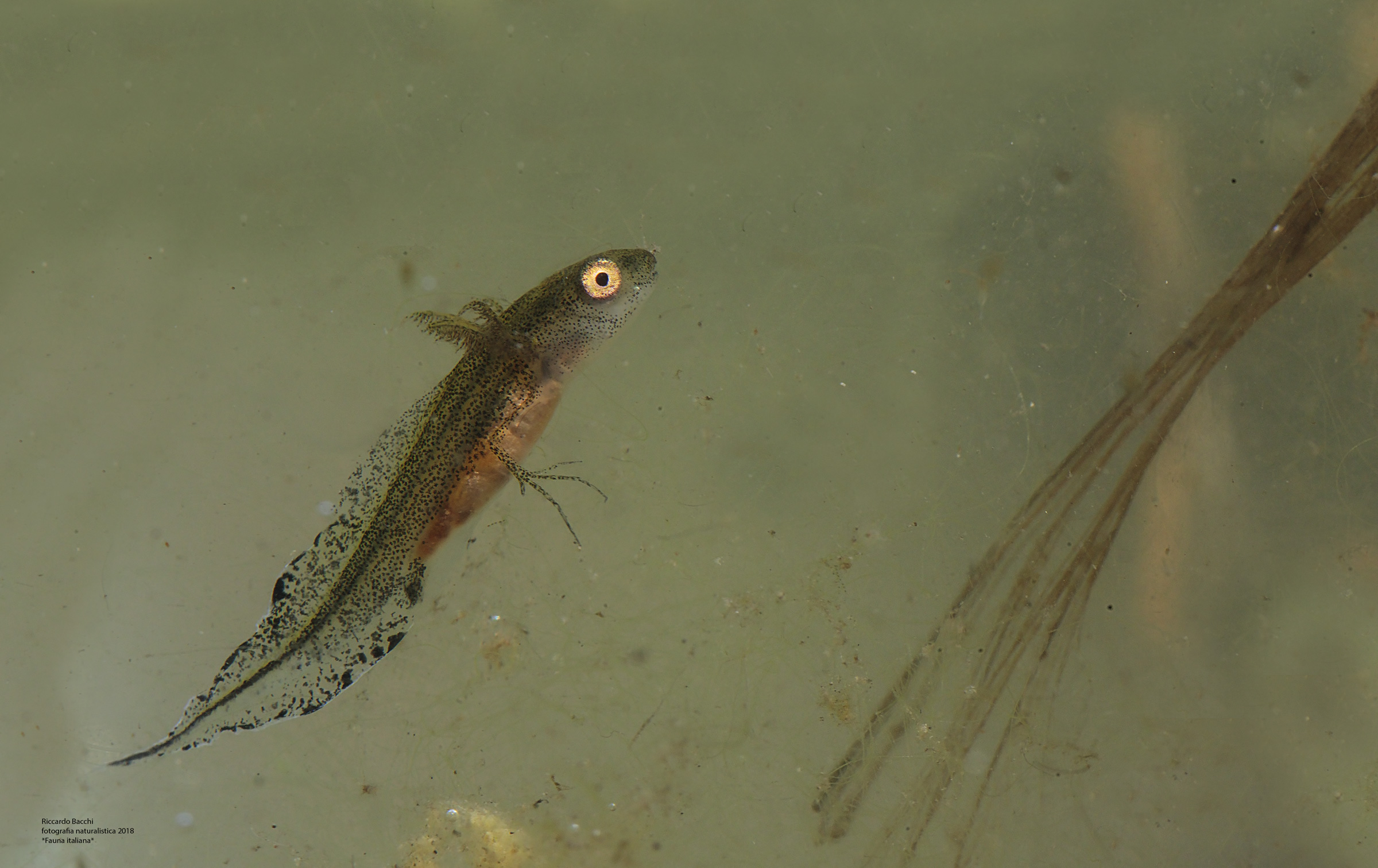 Larva di tritone crestato