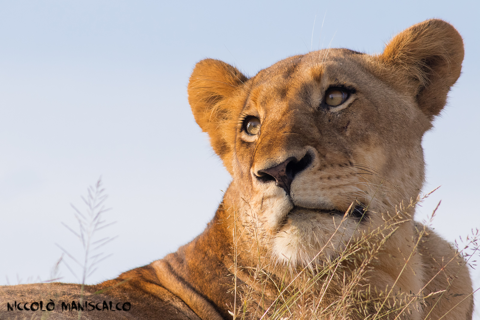 Portrait of The Queen (Sudafrica)