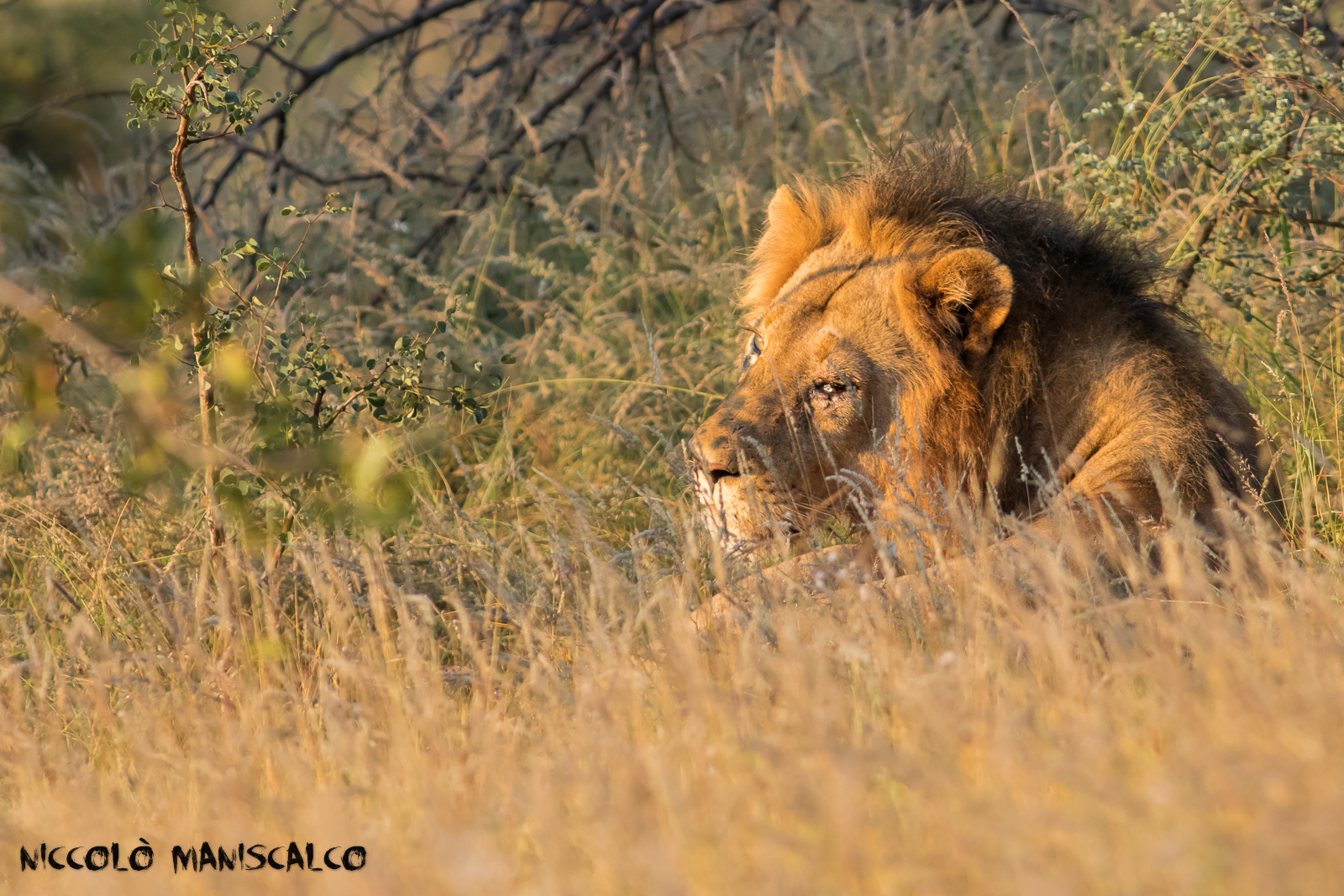 The King (Sudafrica)