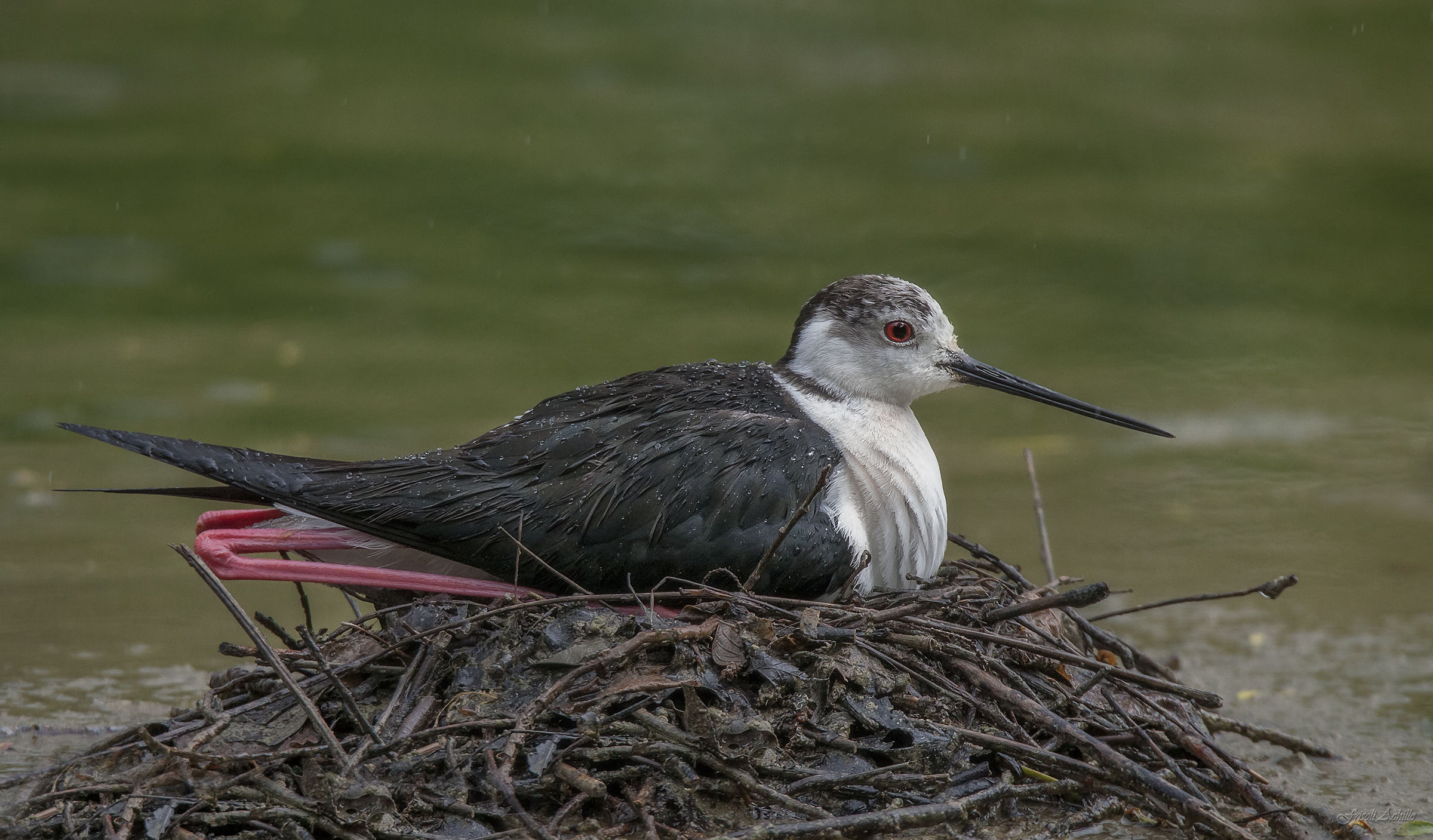 Pouring rain on knight in hatching