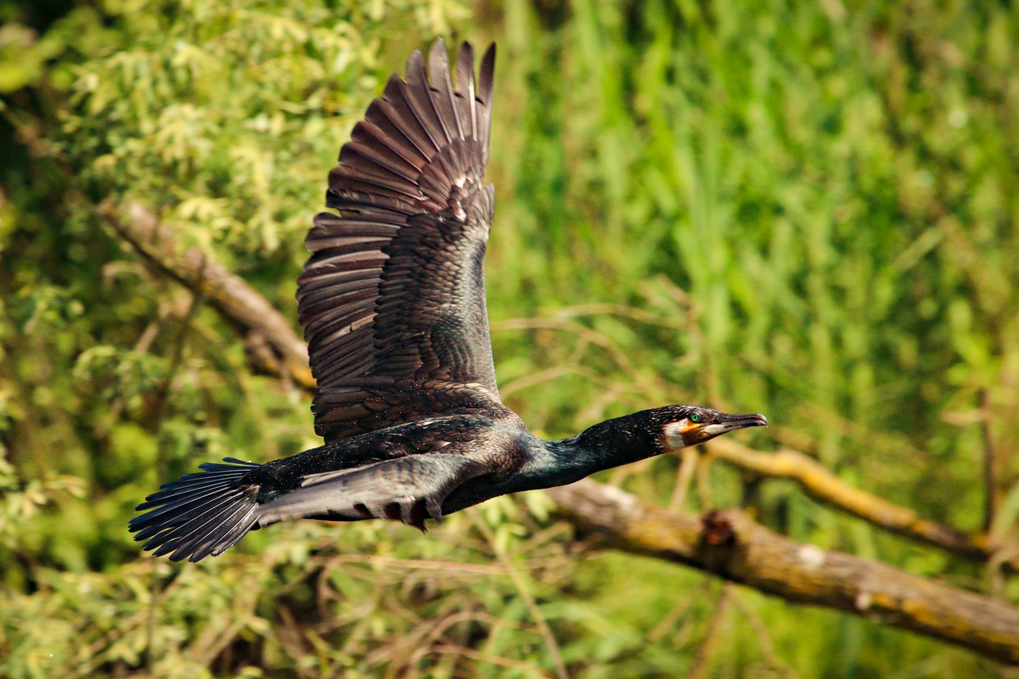 Cormorano in volo