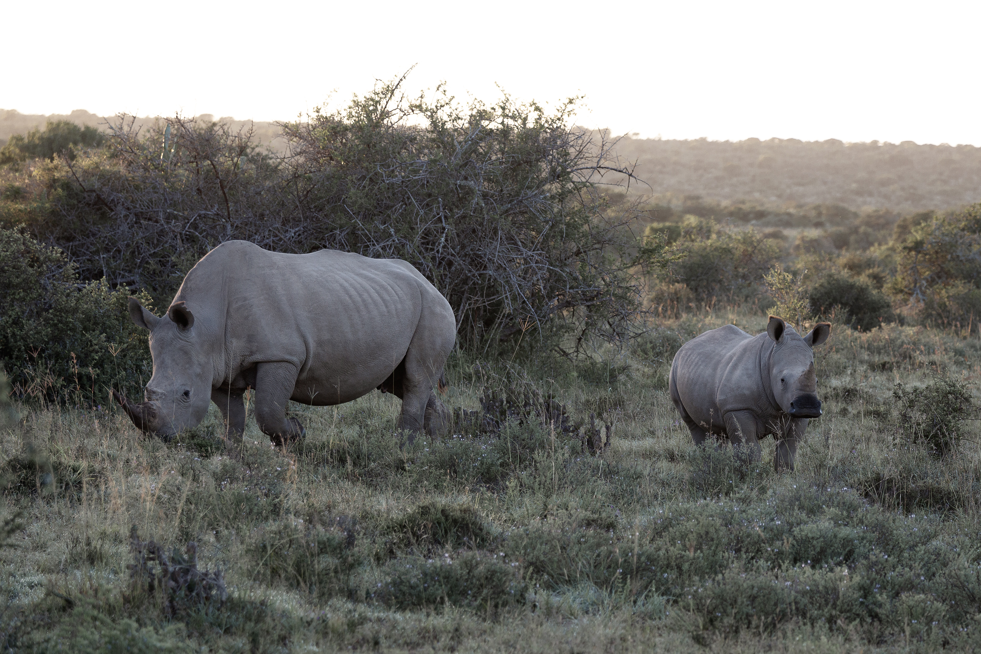 Mamma rino e piccolo.