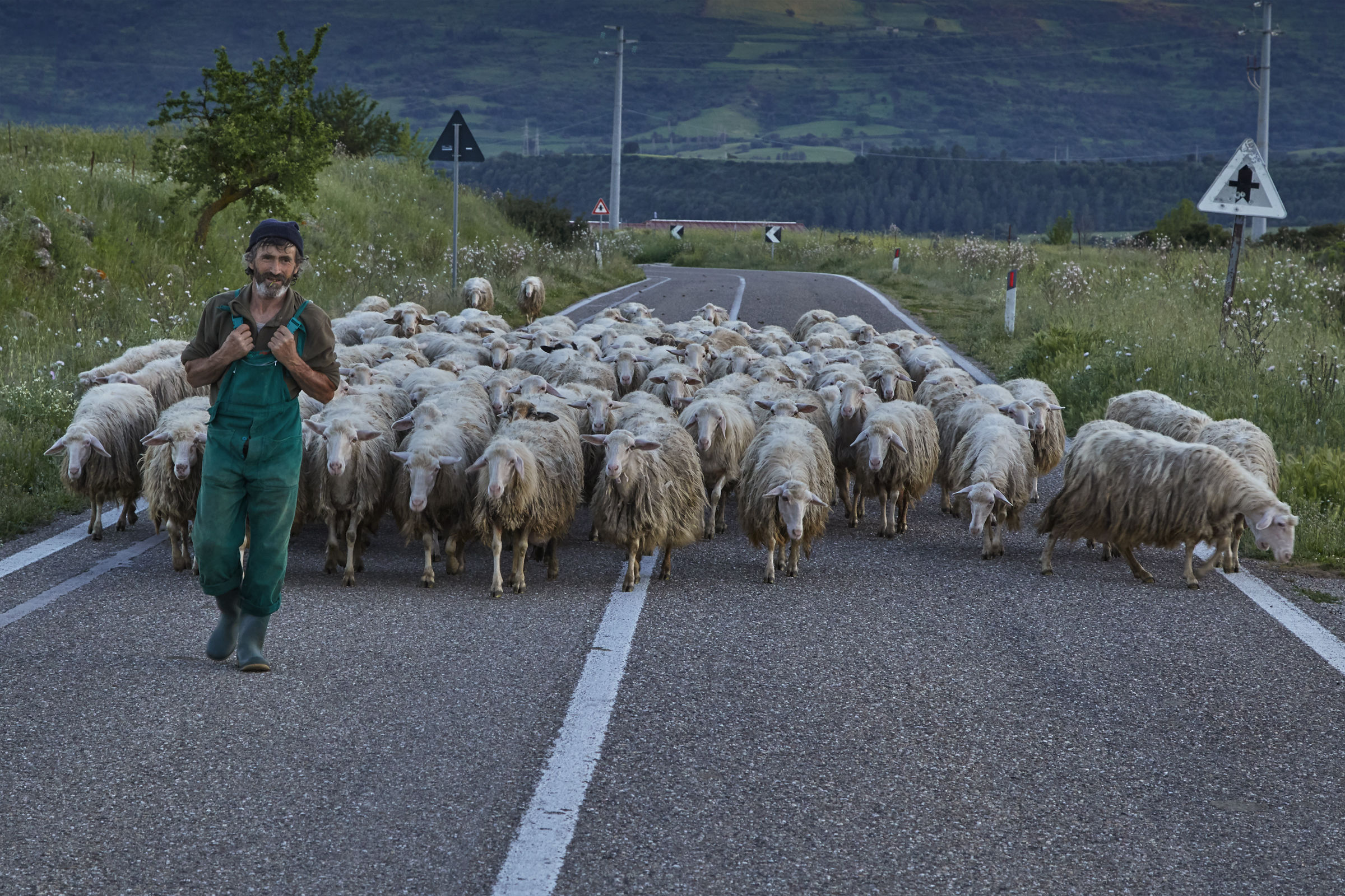 Return with the sheep to dusk