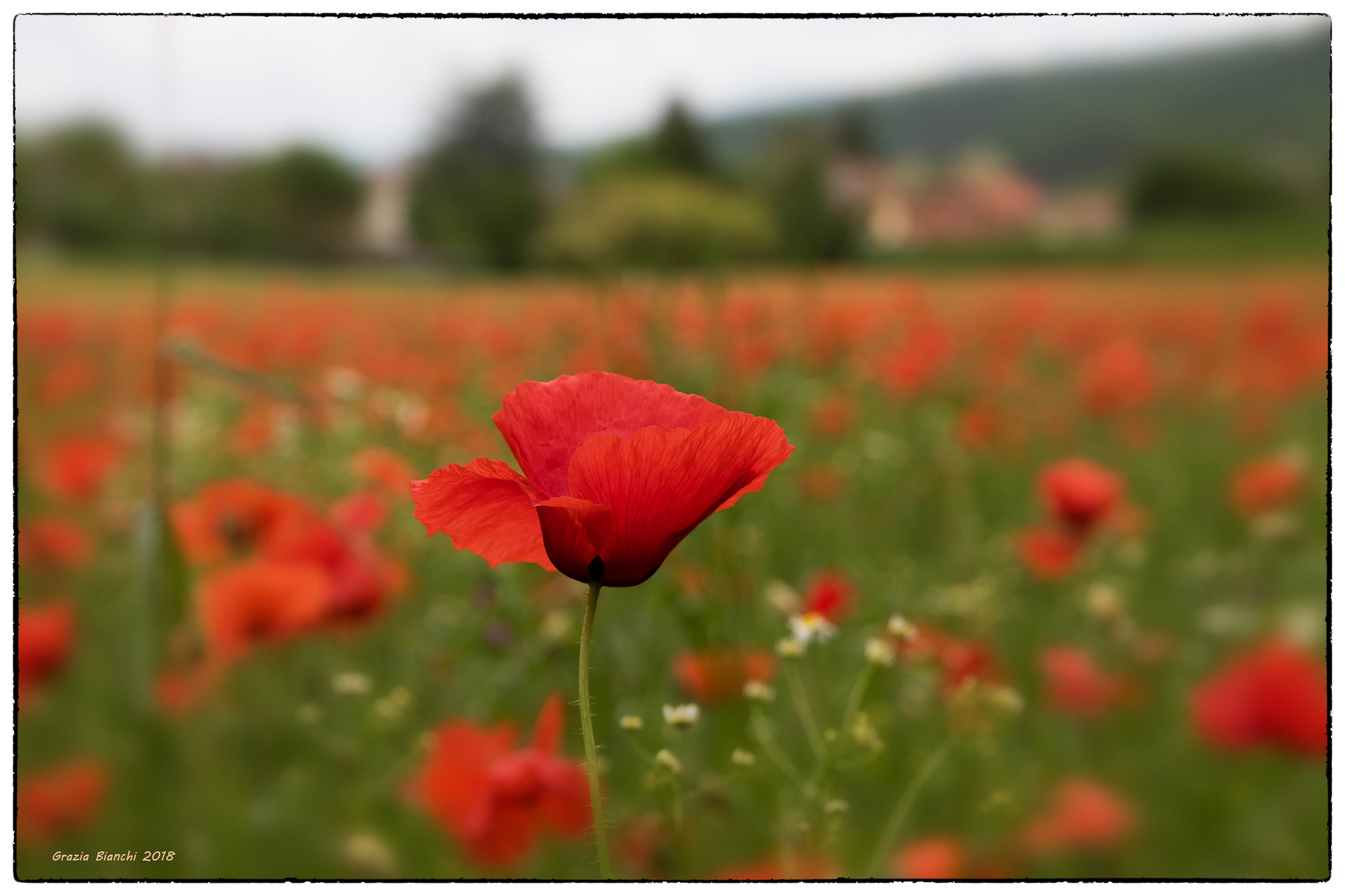 Poppies