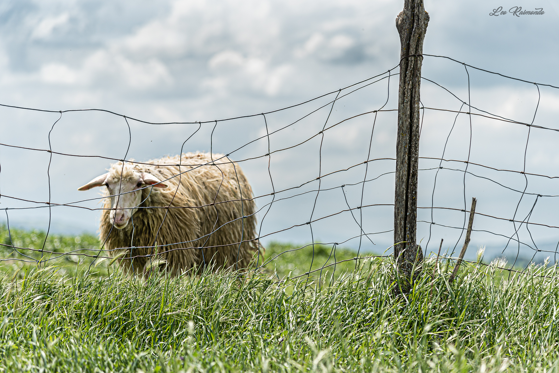 La pecorella smarrita