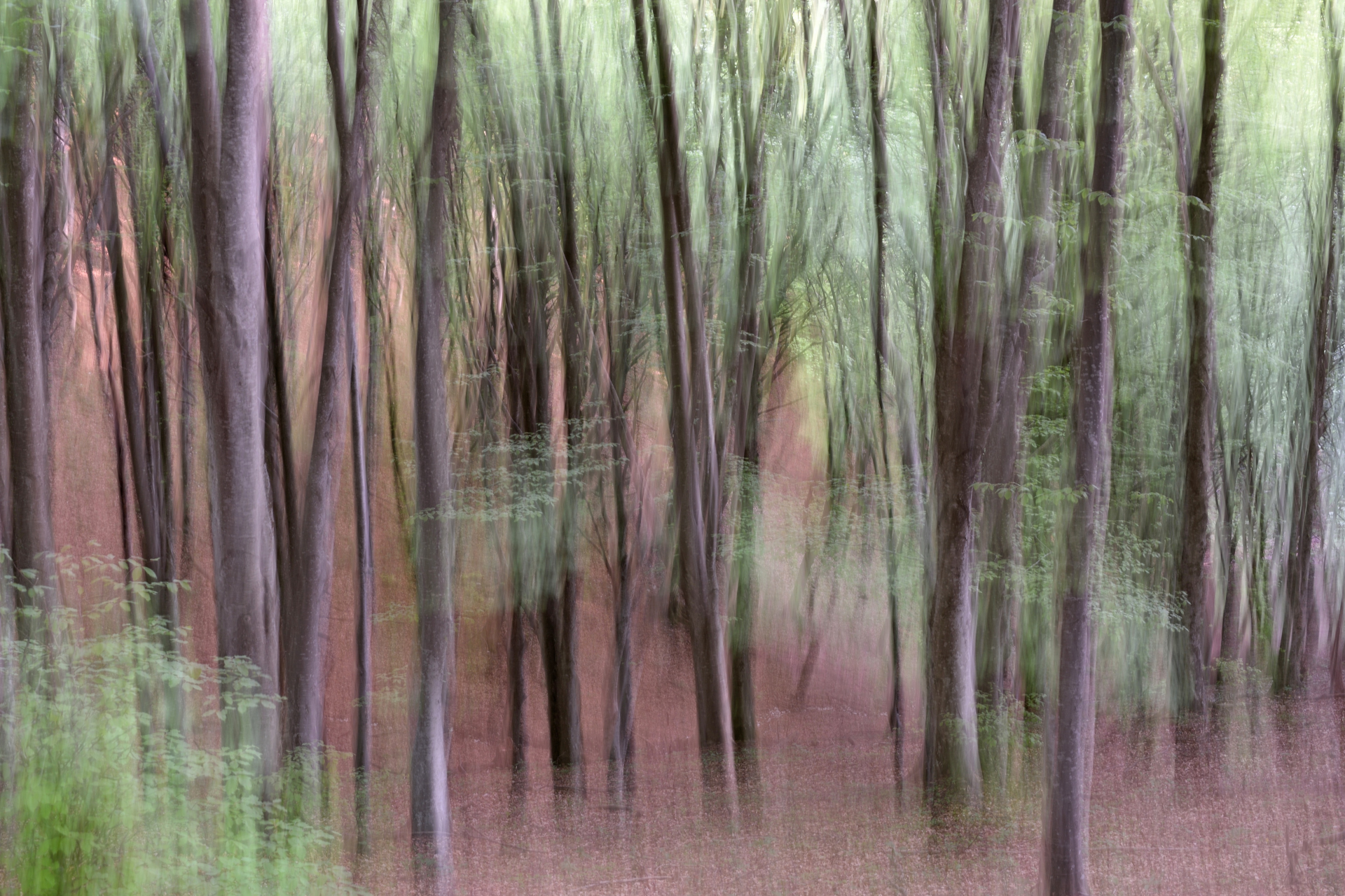 La faggeta si colora