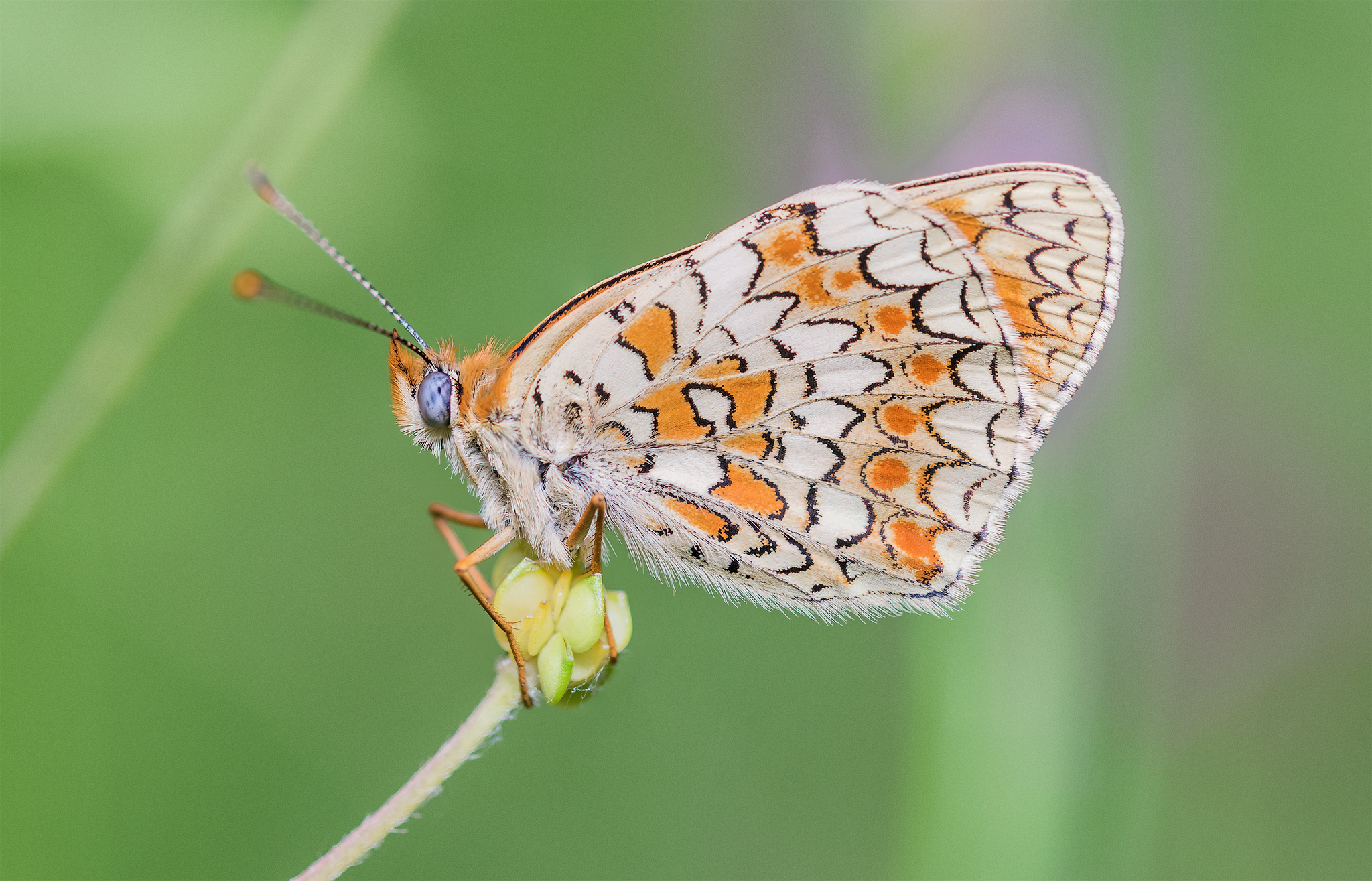 Melitaea Phoebe
