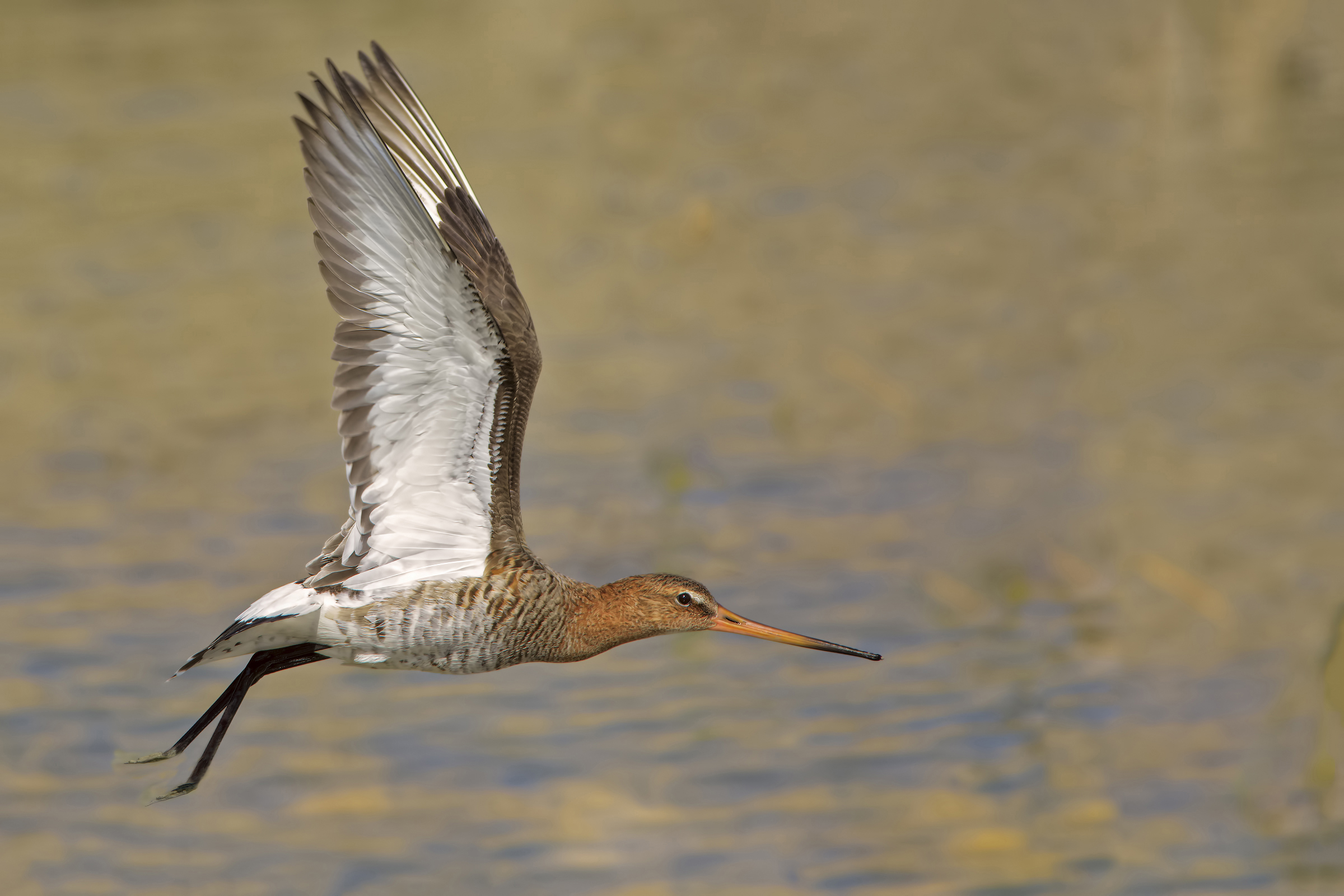 Real Godwit (Silta silta)