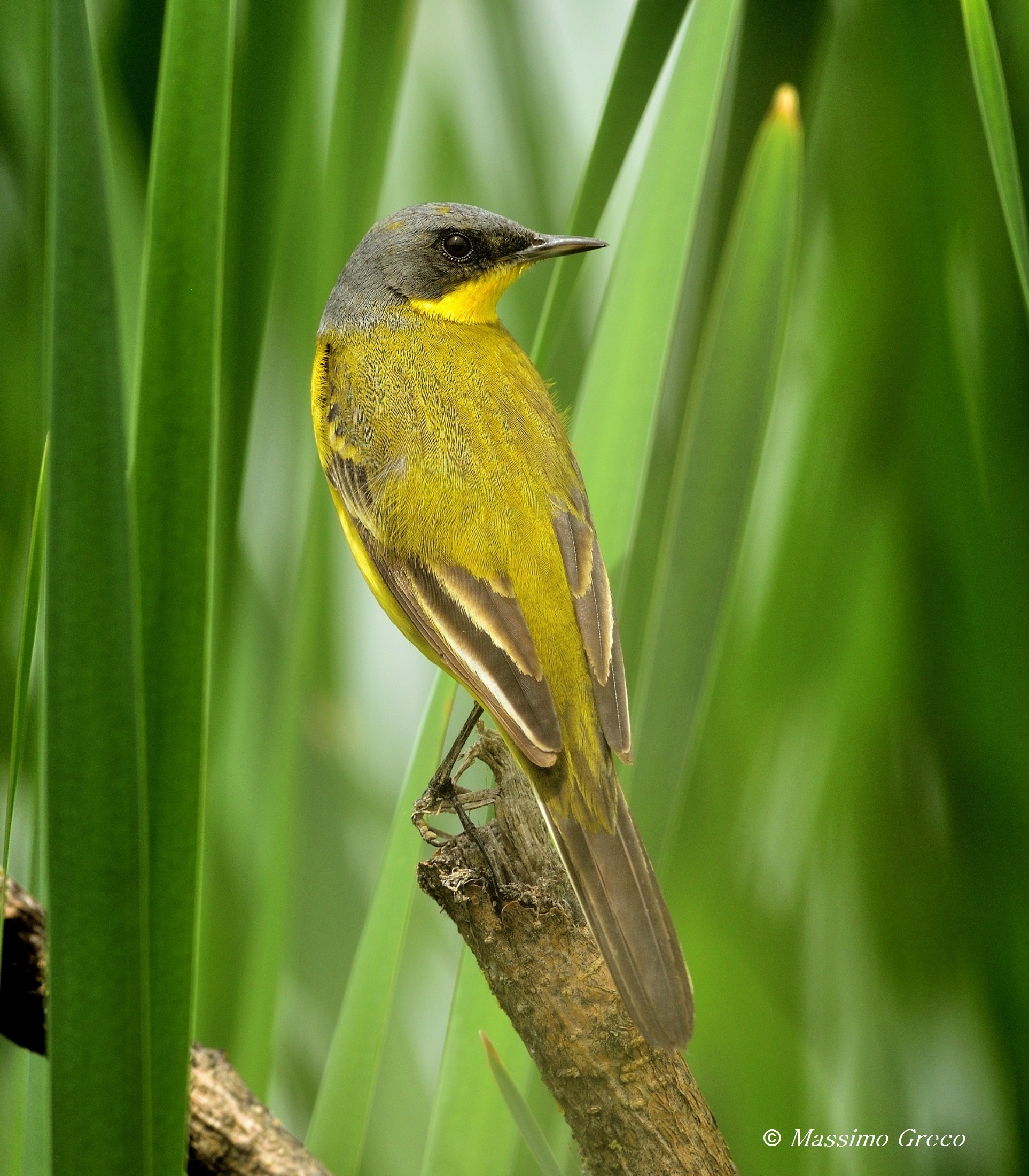 Cutrettola nordica (Motacilla flava thunbergi)