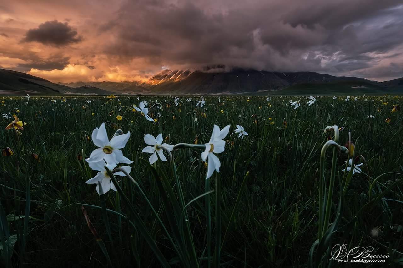 Back to Castelluccio