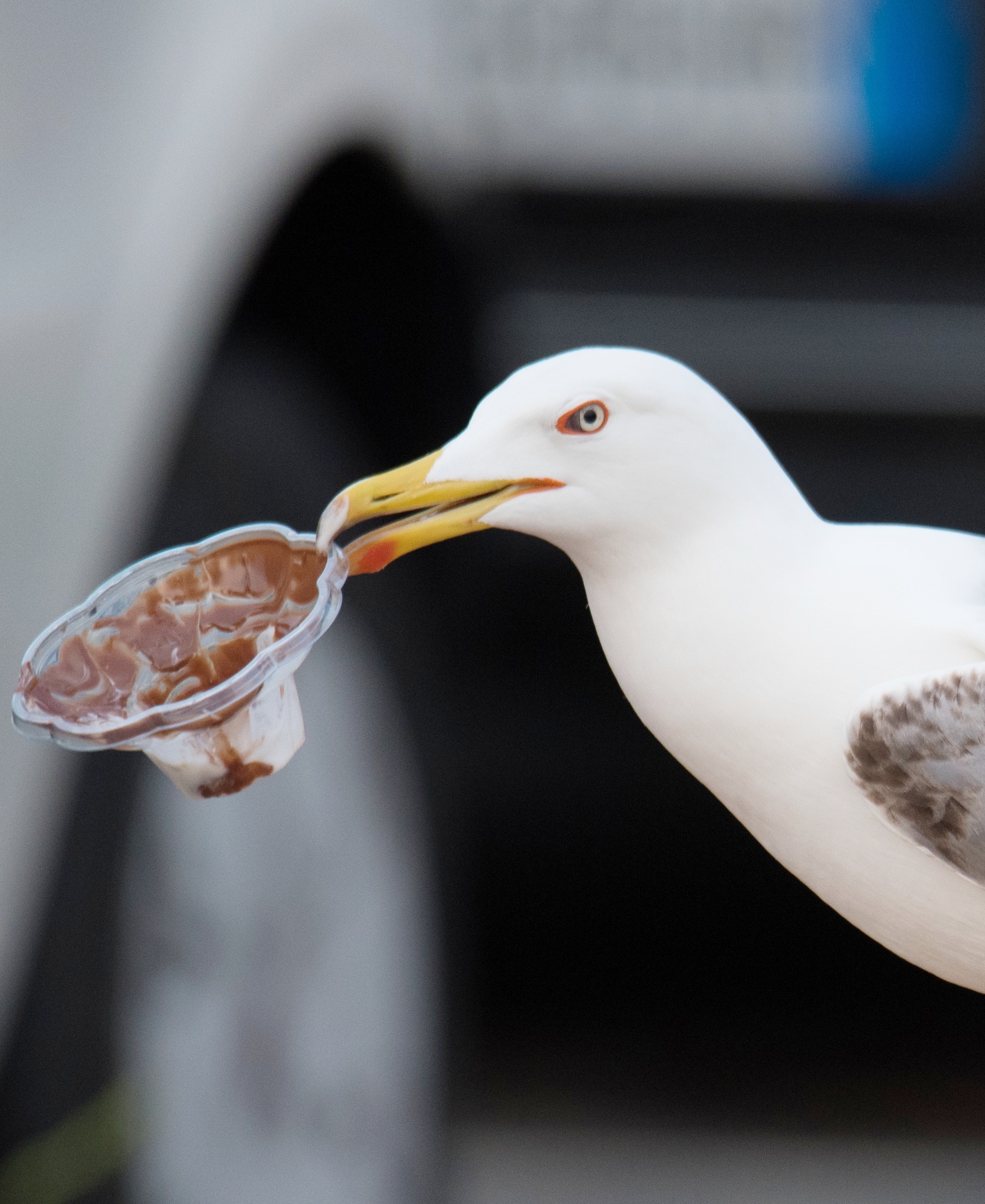Lo yogurt alla Nutella del gabbiano