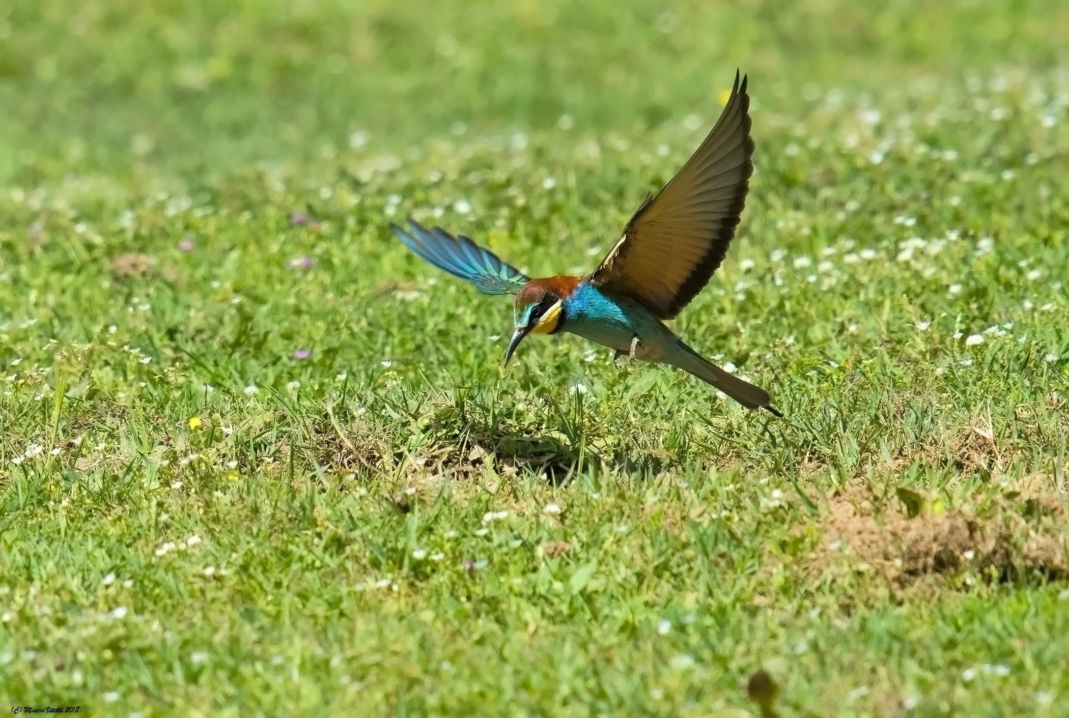 The landing of the eater