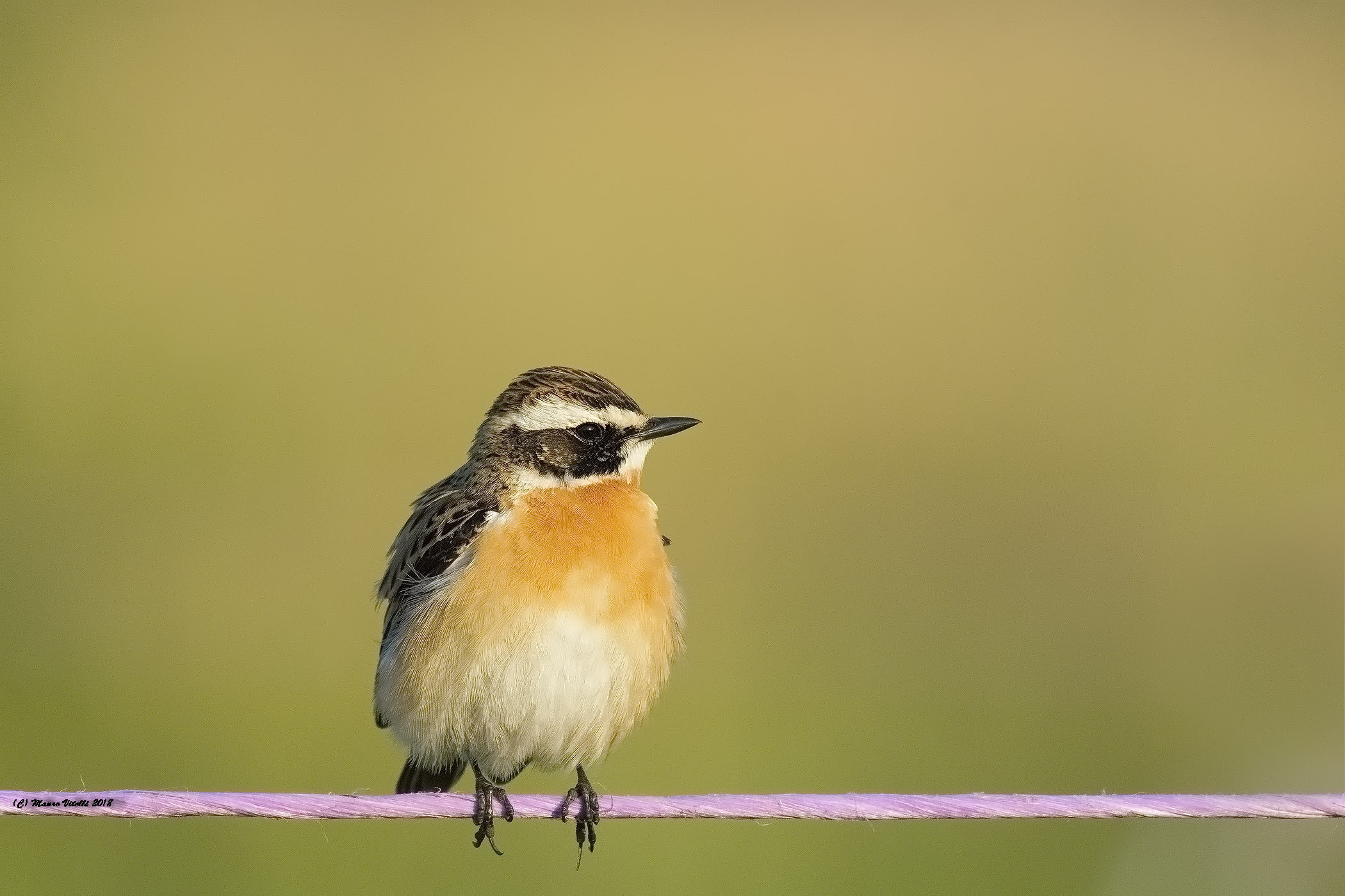 e' tornato il mio amico Stiaccino
