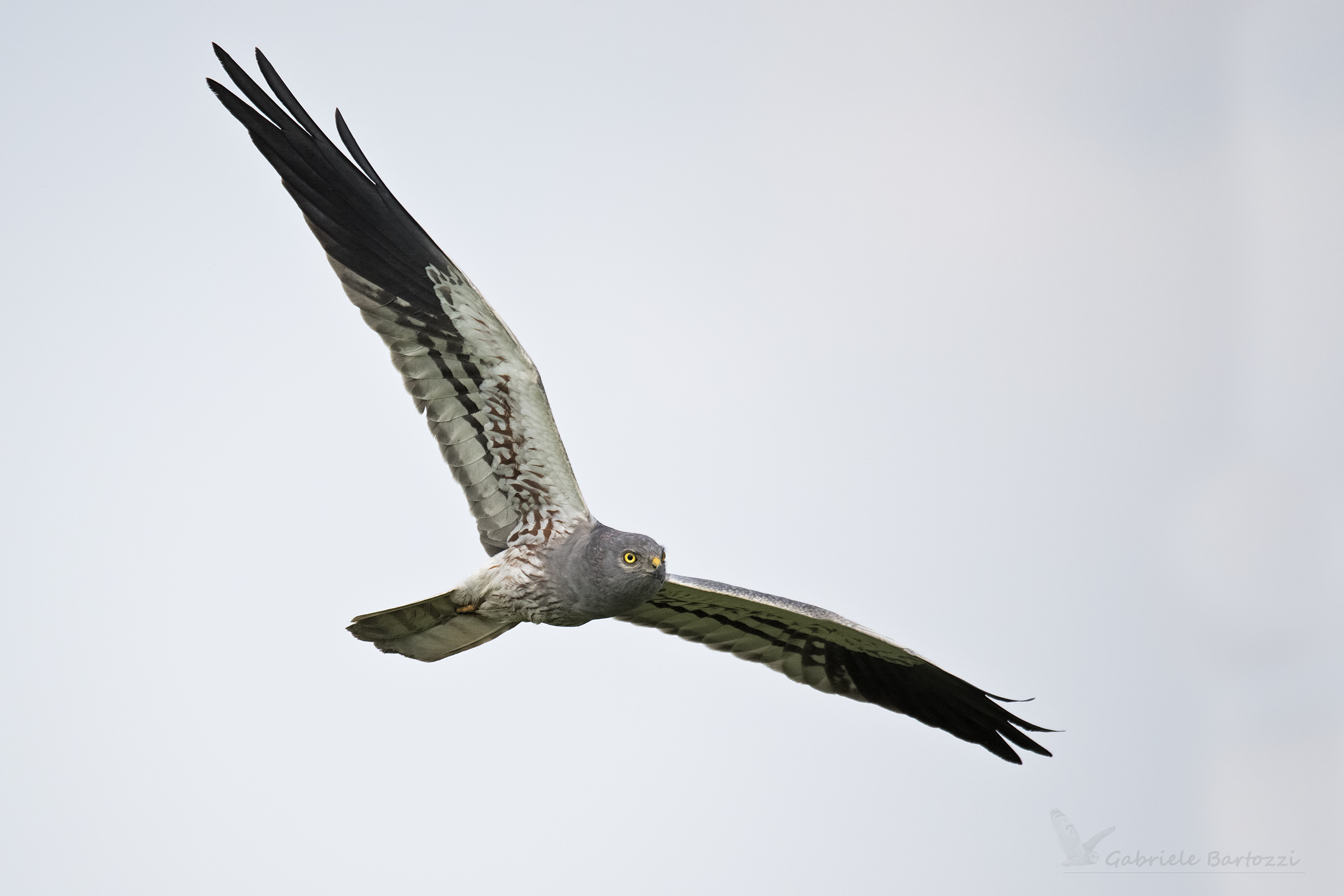 Male Minor Harrier