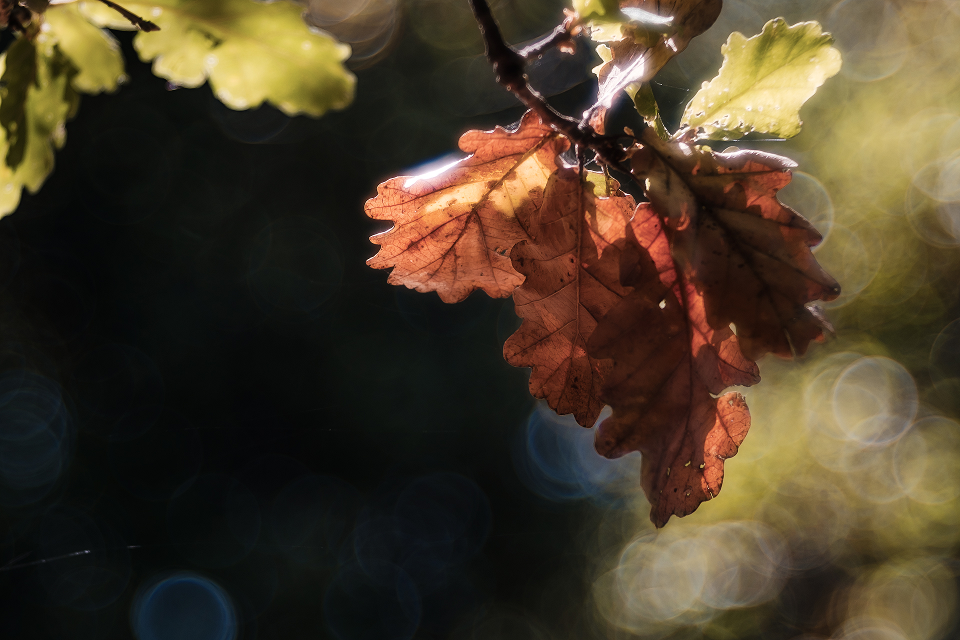 Foglia secca a primavera