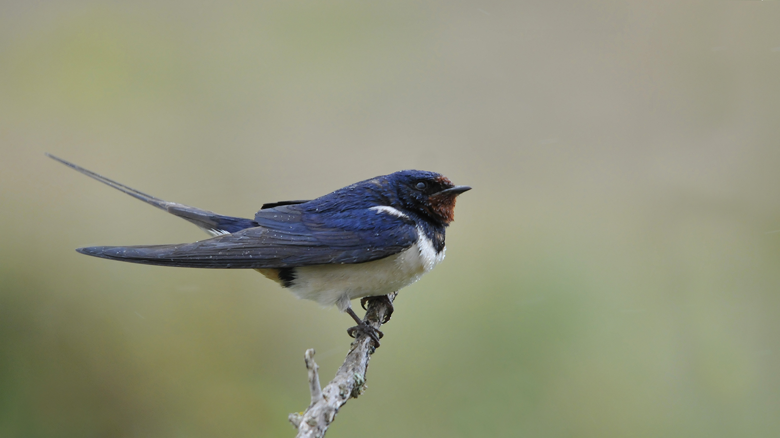 Sognando in grande...