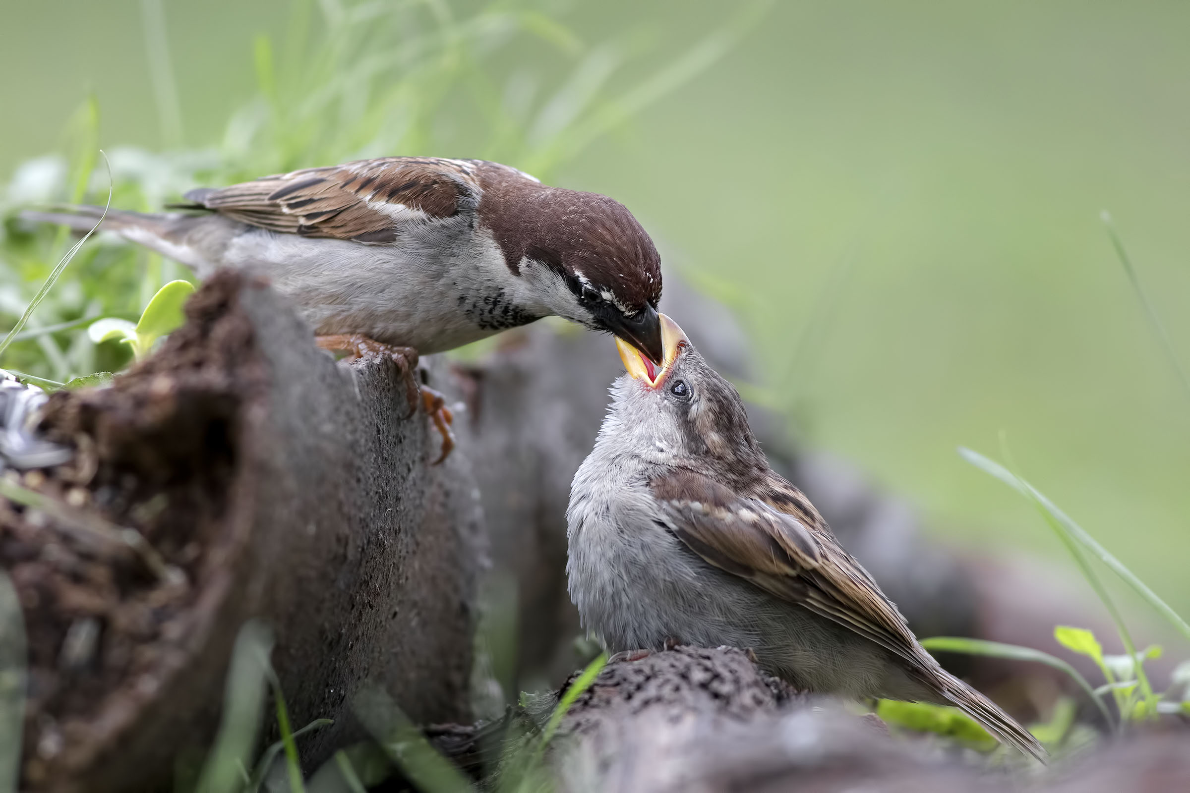 Sparrow of Italy while feeding her little