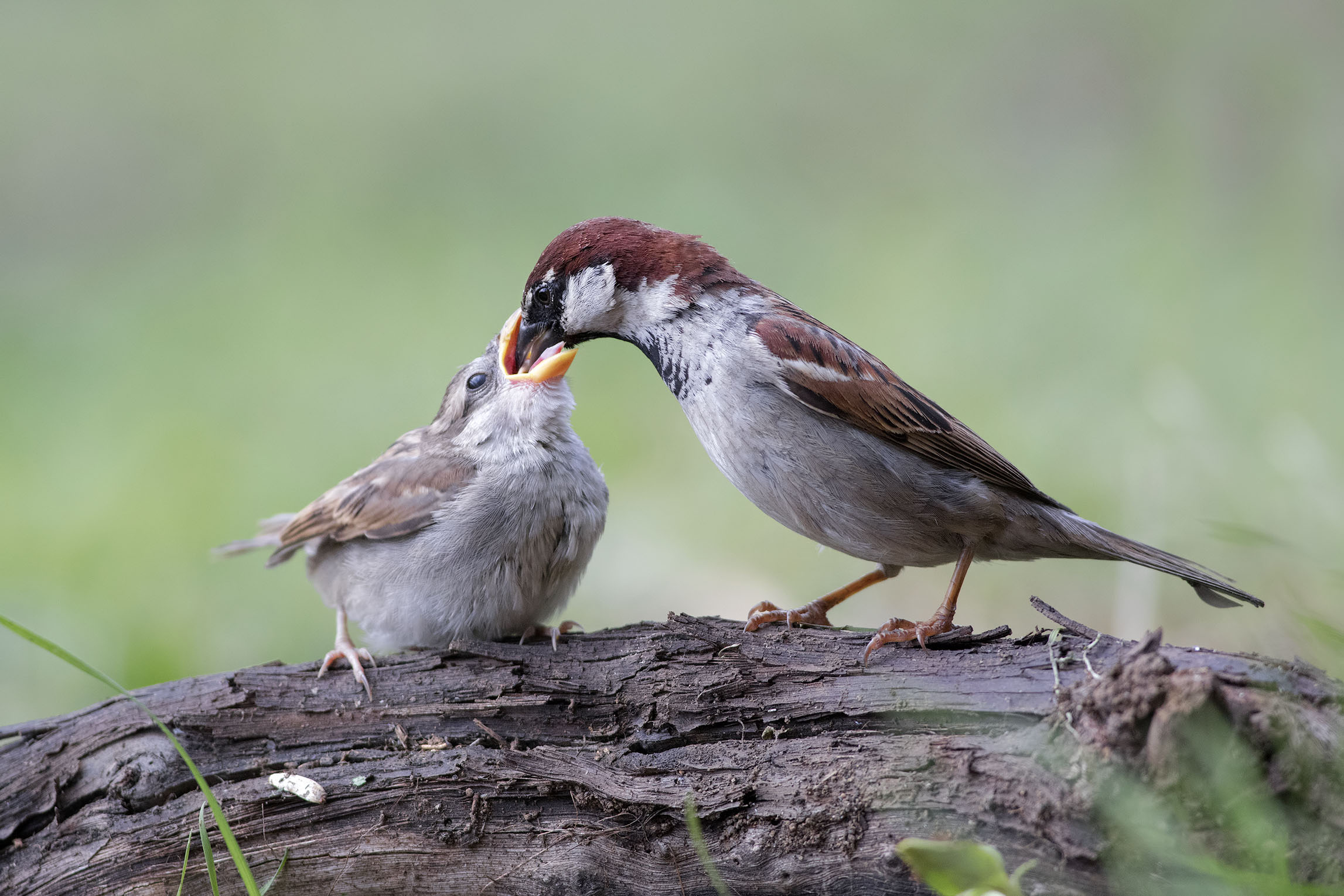 Sparrow of Italy while feeding her little