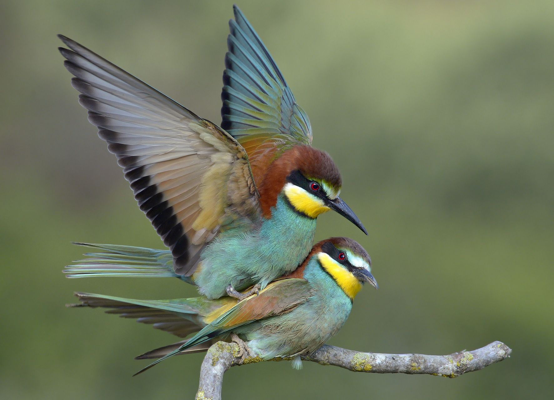 Gruccioni in accoppiamento.