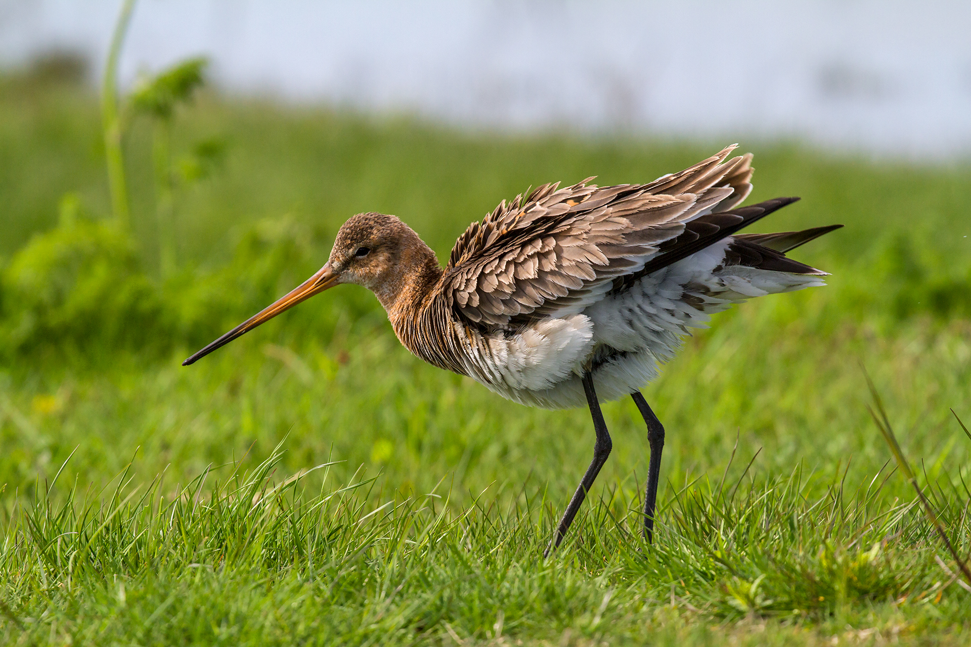 Real Godwit