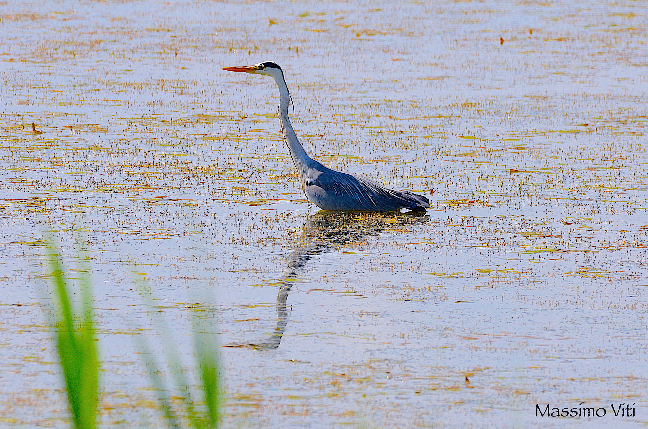 Grey Heron reflected in backlight