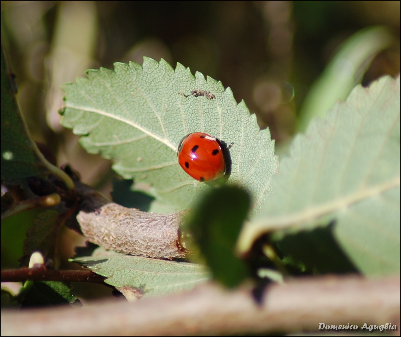 Ladybug