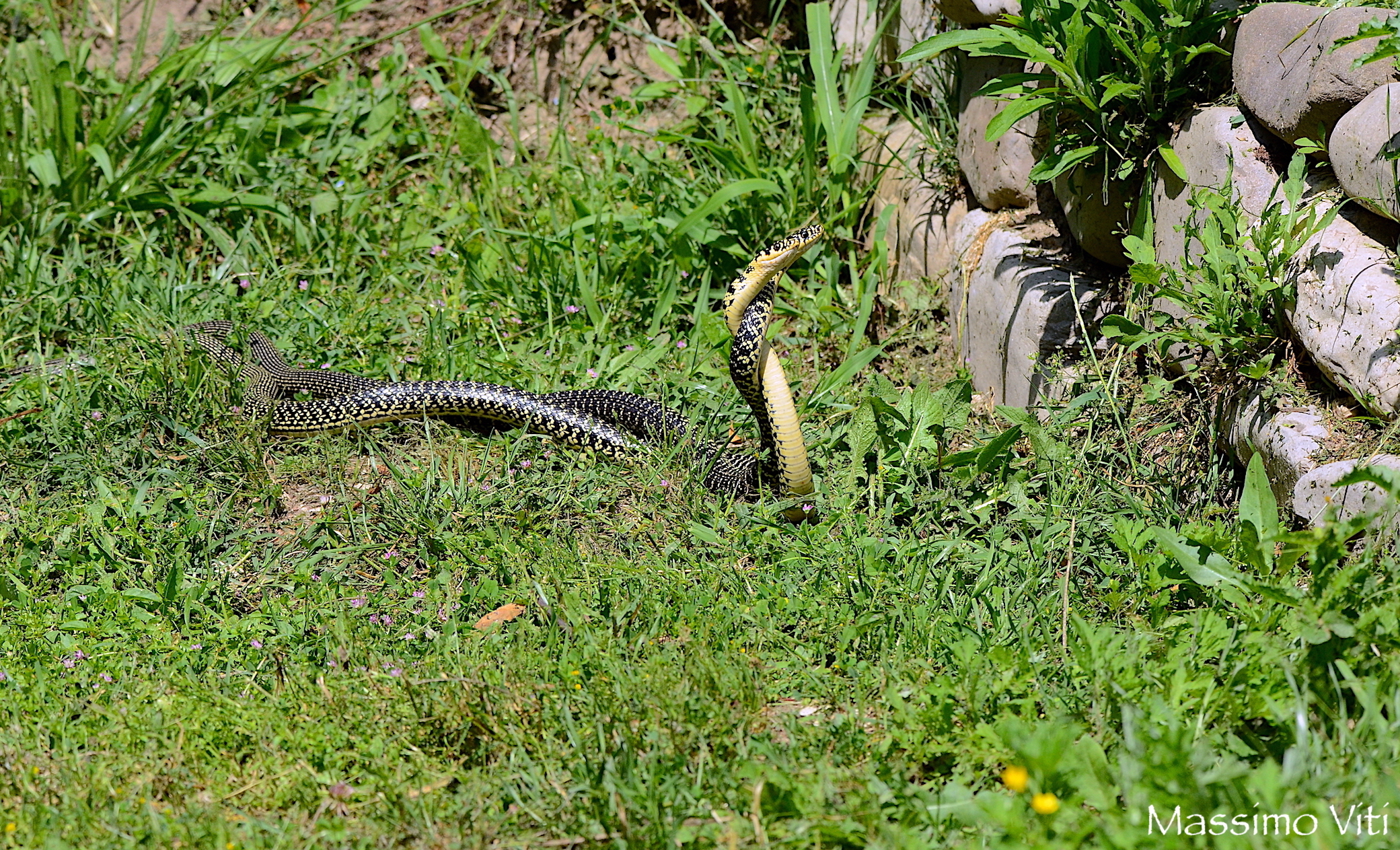 Biacchi in combattimento .....