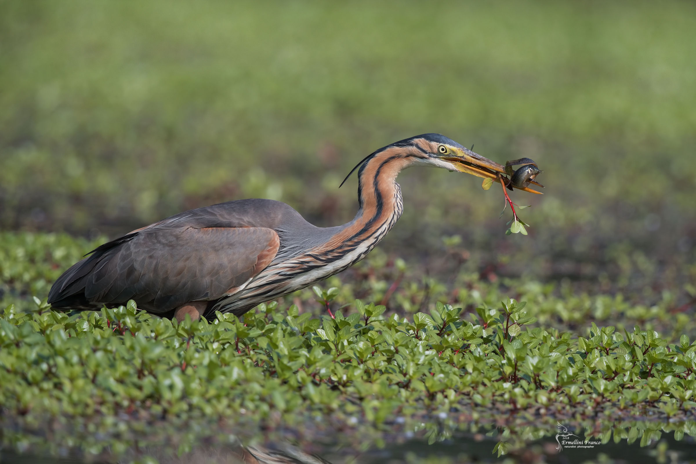 Red Heron