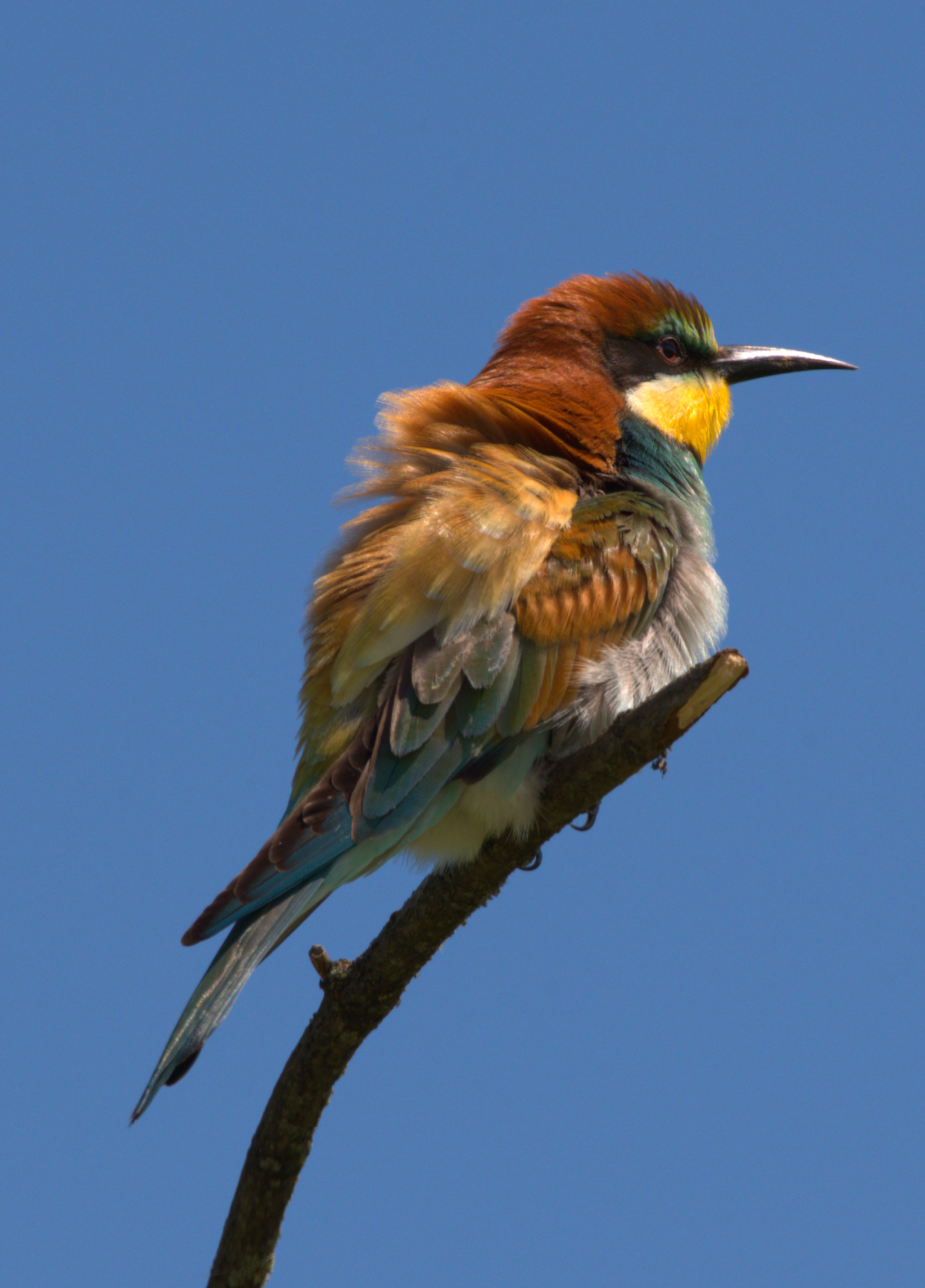Bee-eater