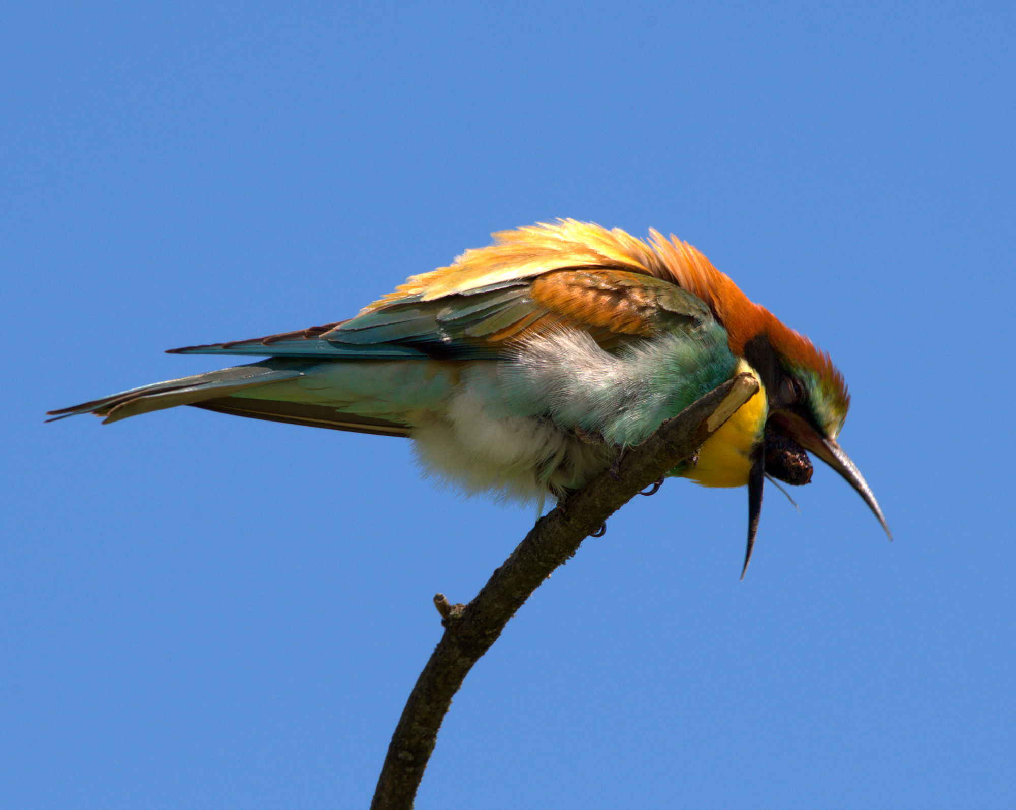 Eater ejects the Wad