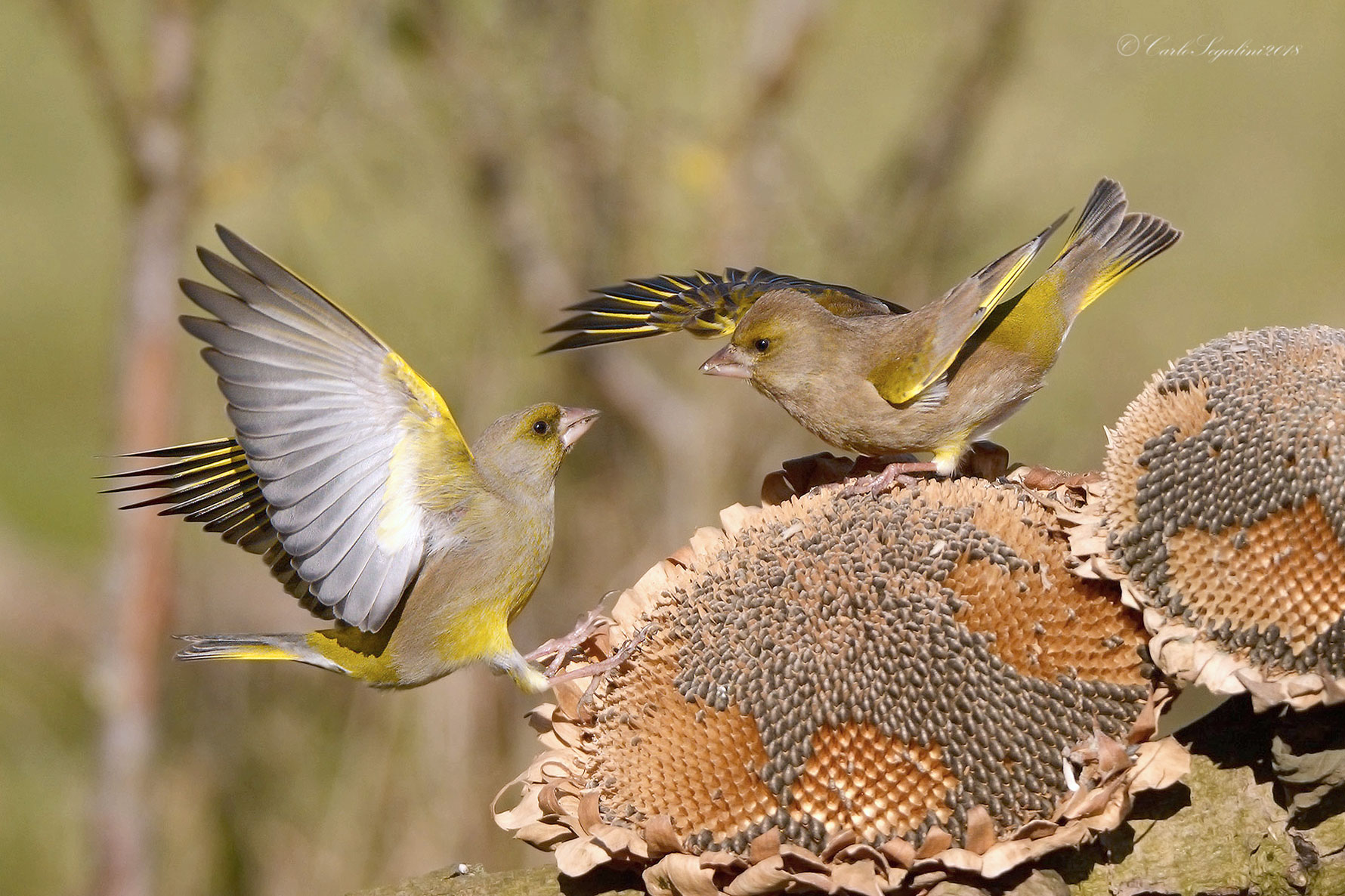 Skirmishes between Bucks