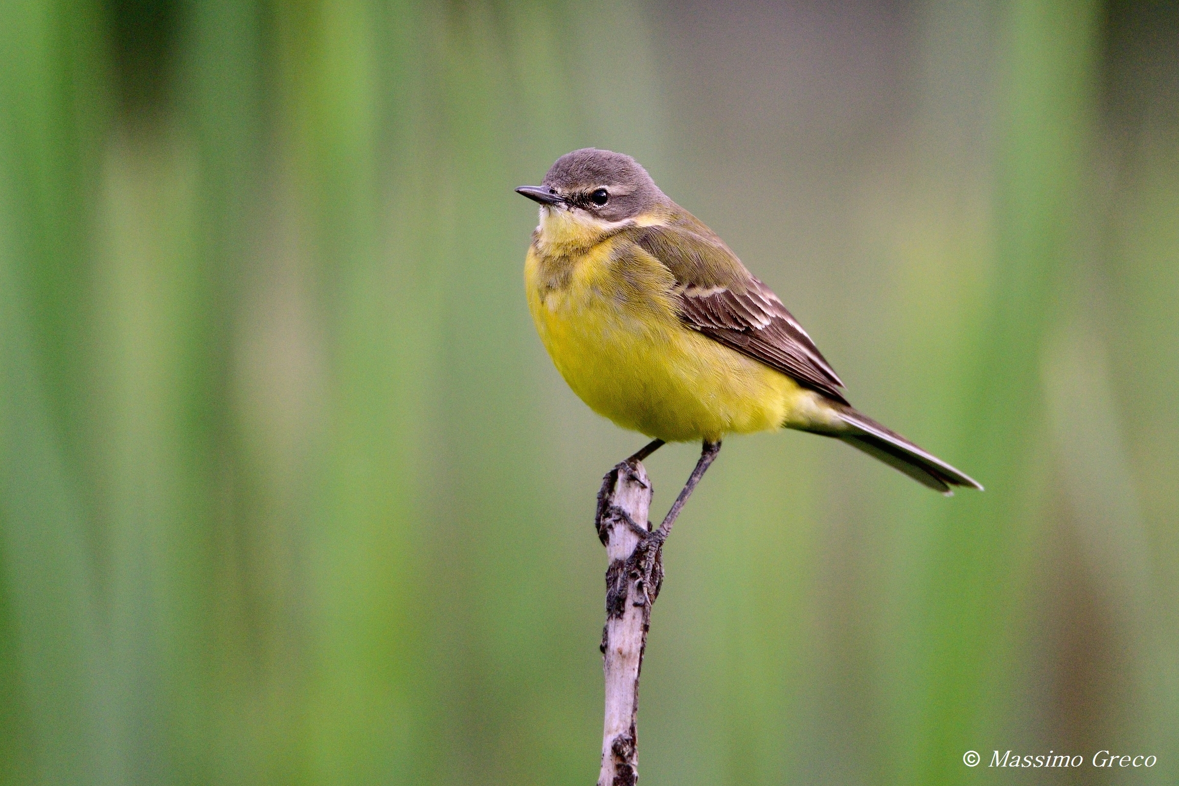 Cutrettola capocenerino(Motacilla flava cinereocapilla)