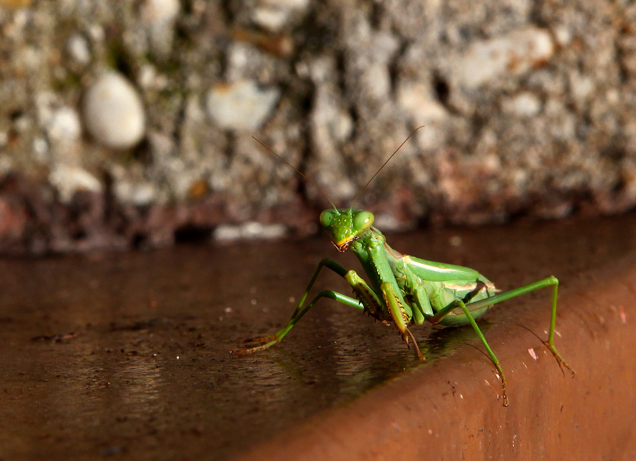 una creatura perfetta...