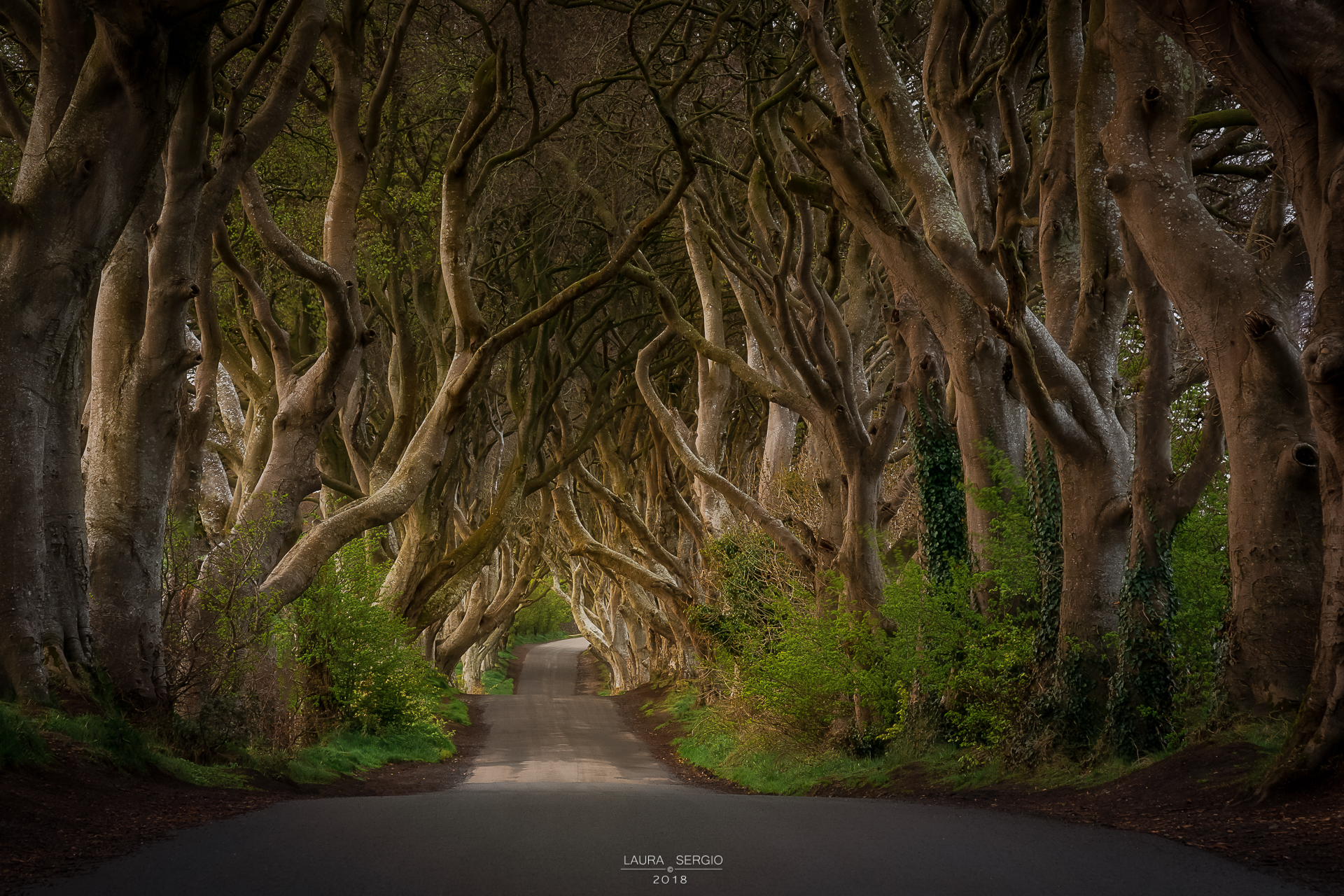 The dark hedges