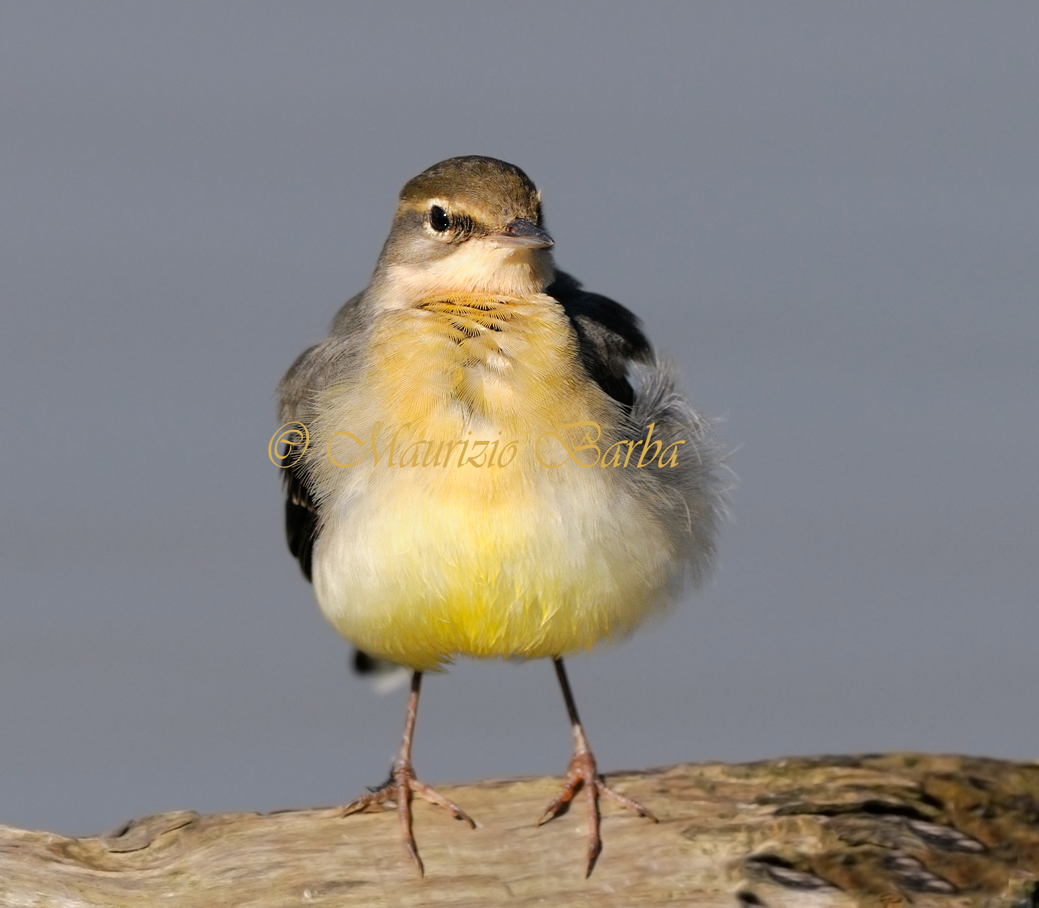 Wagtail