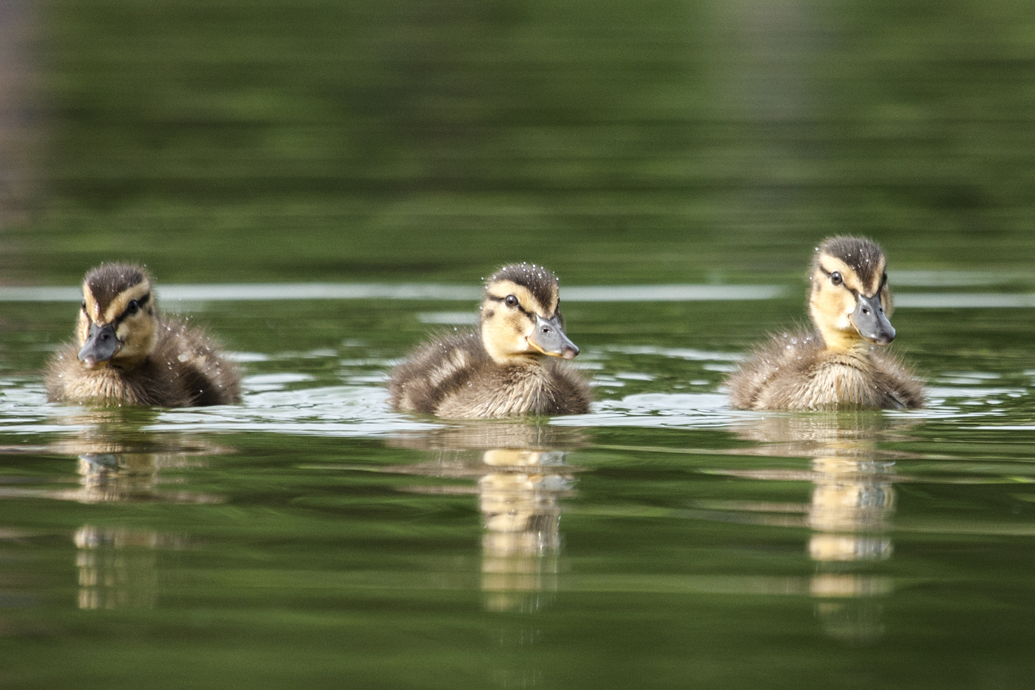 Mallard Chicks