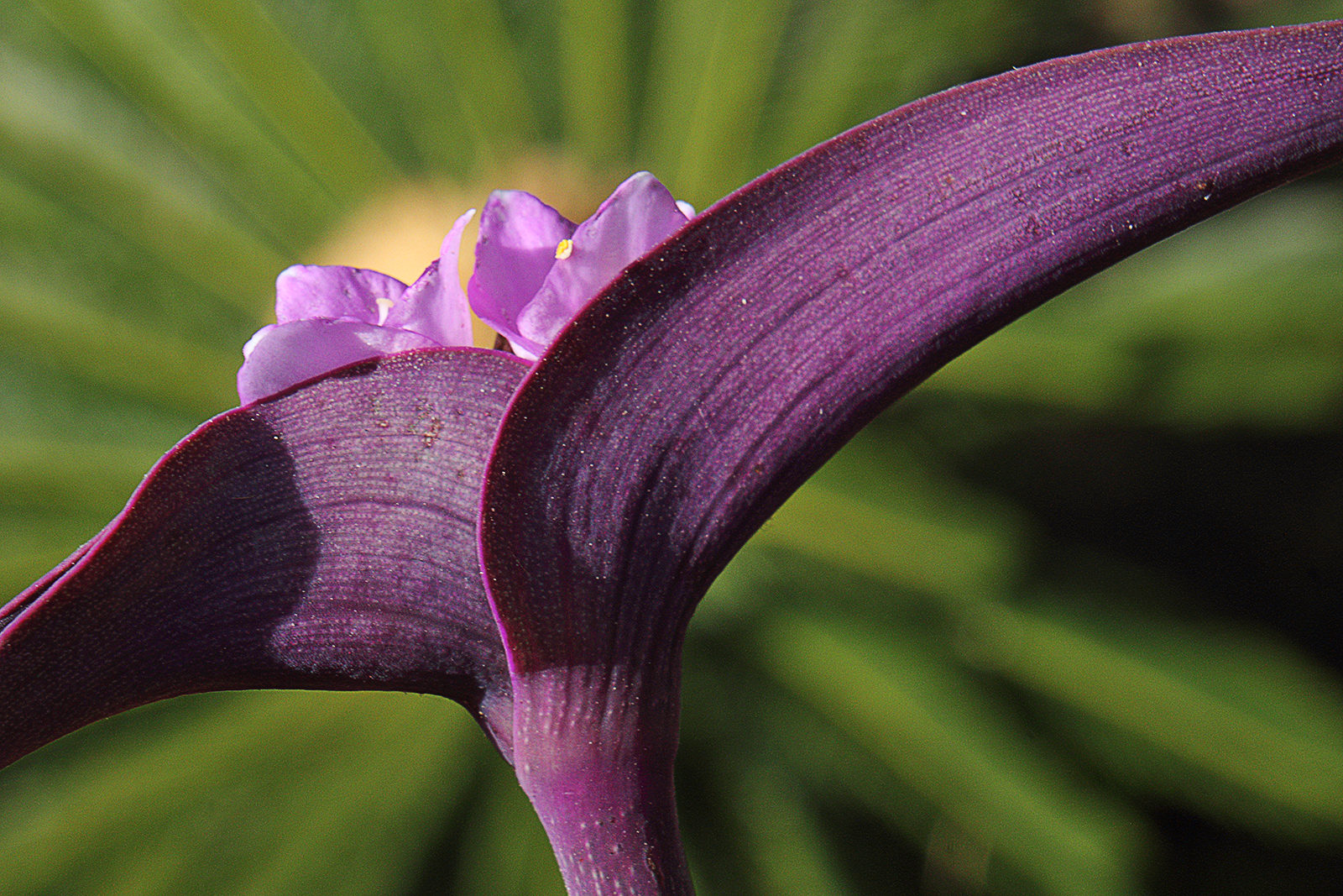 Flower with Halo