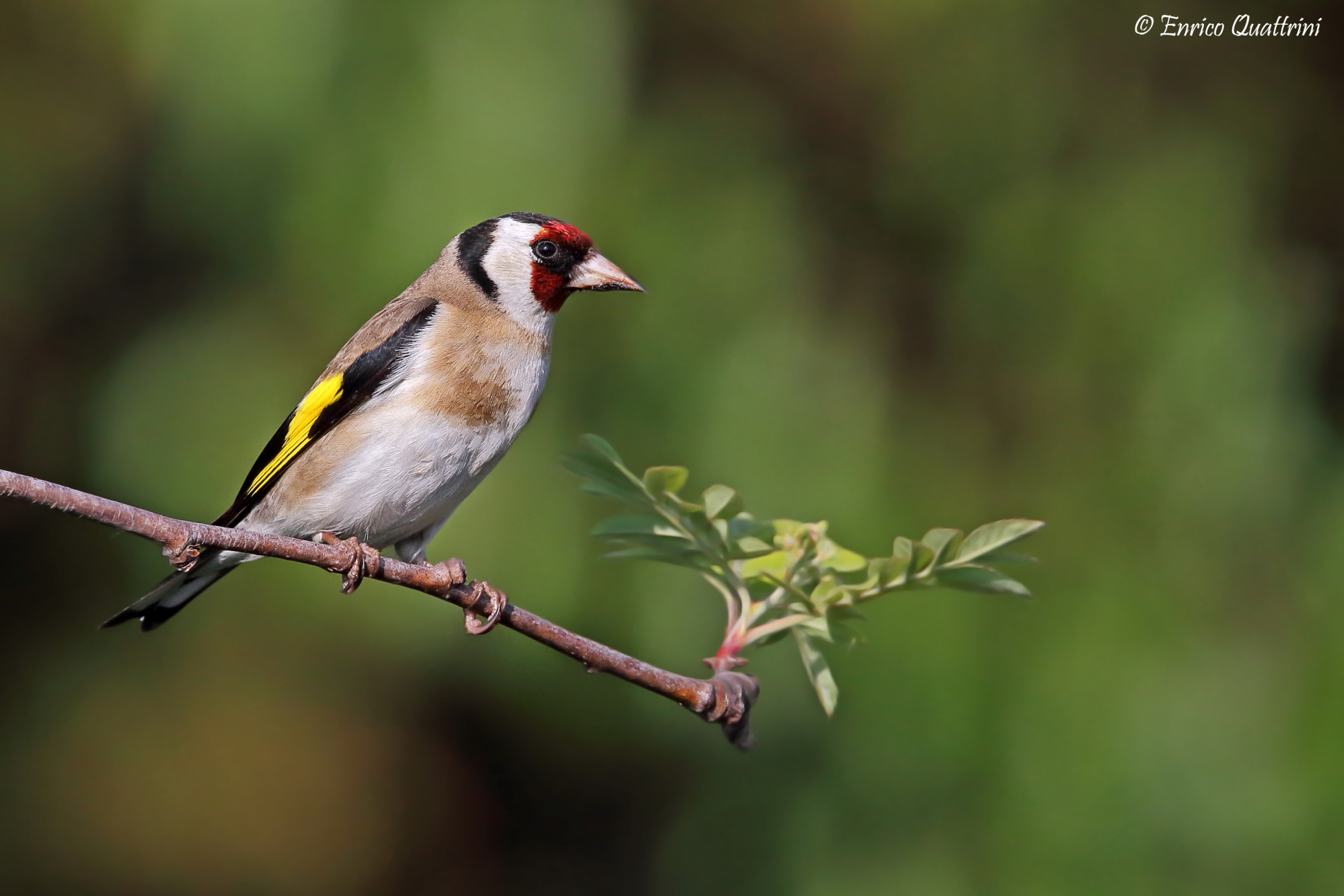 Goldfinch