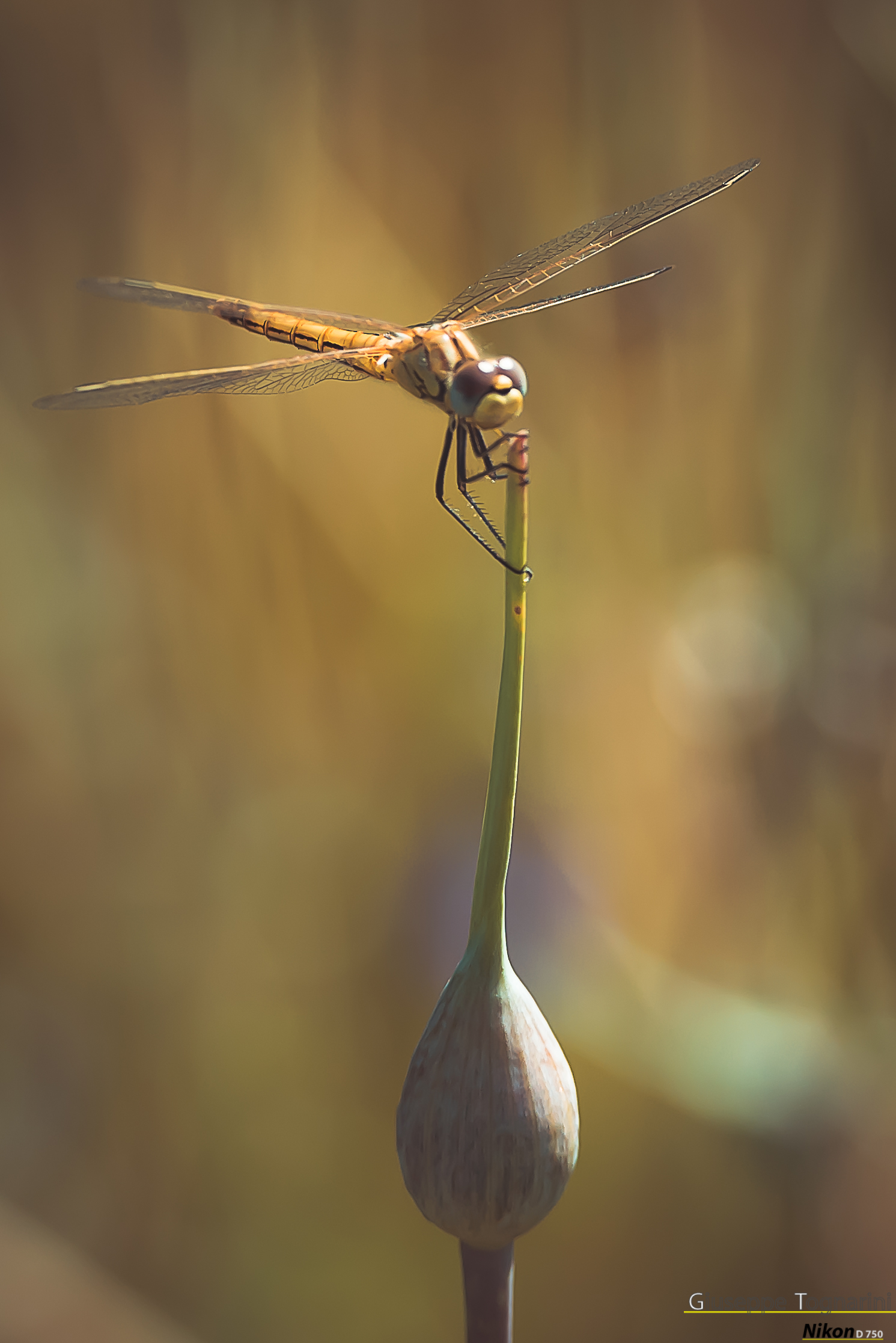Dragonfly