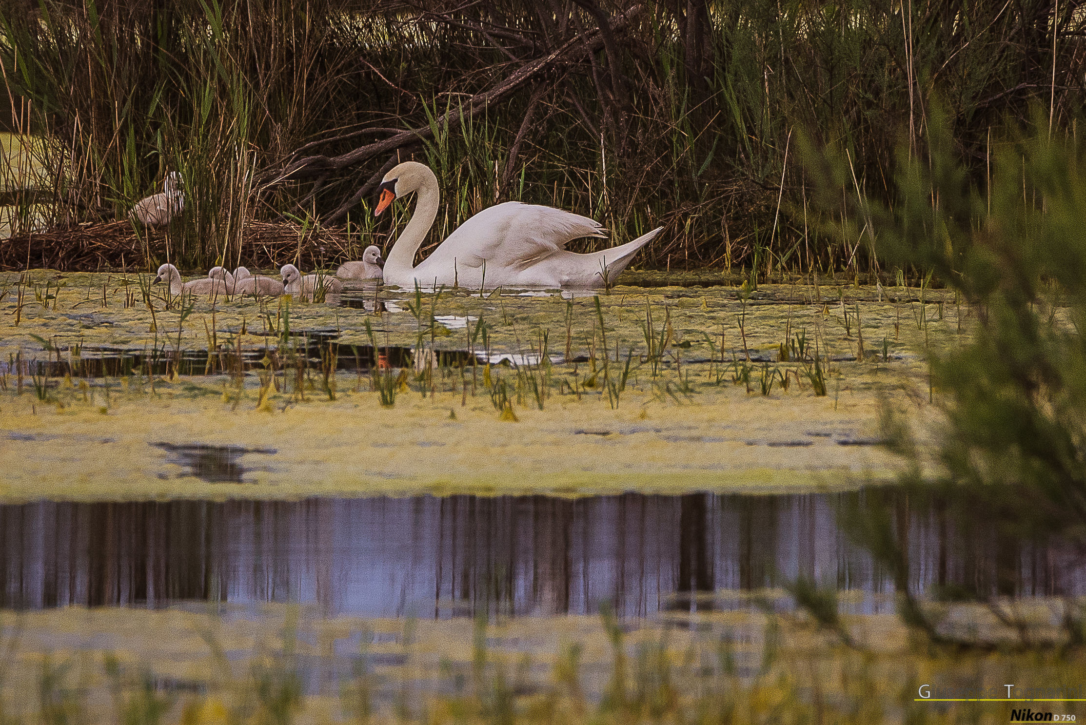 la neo mamma e i suoi cuccioli