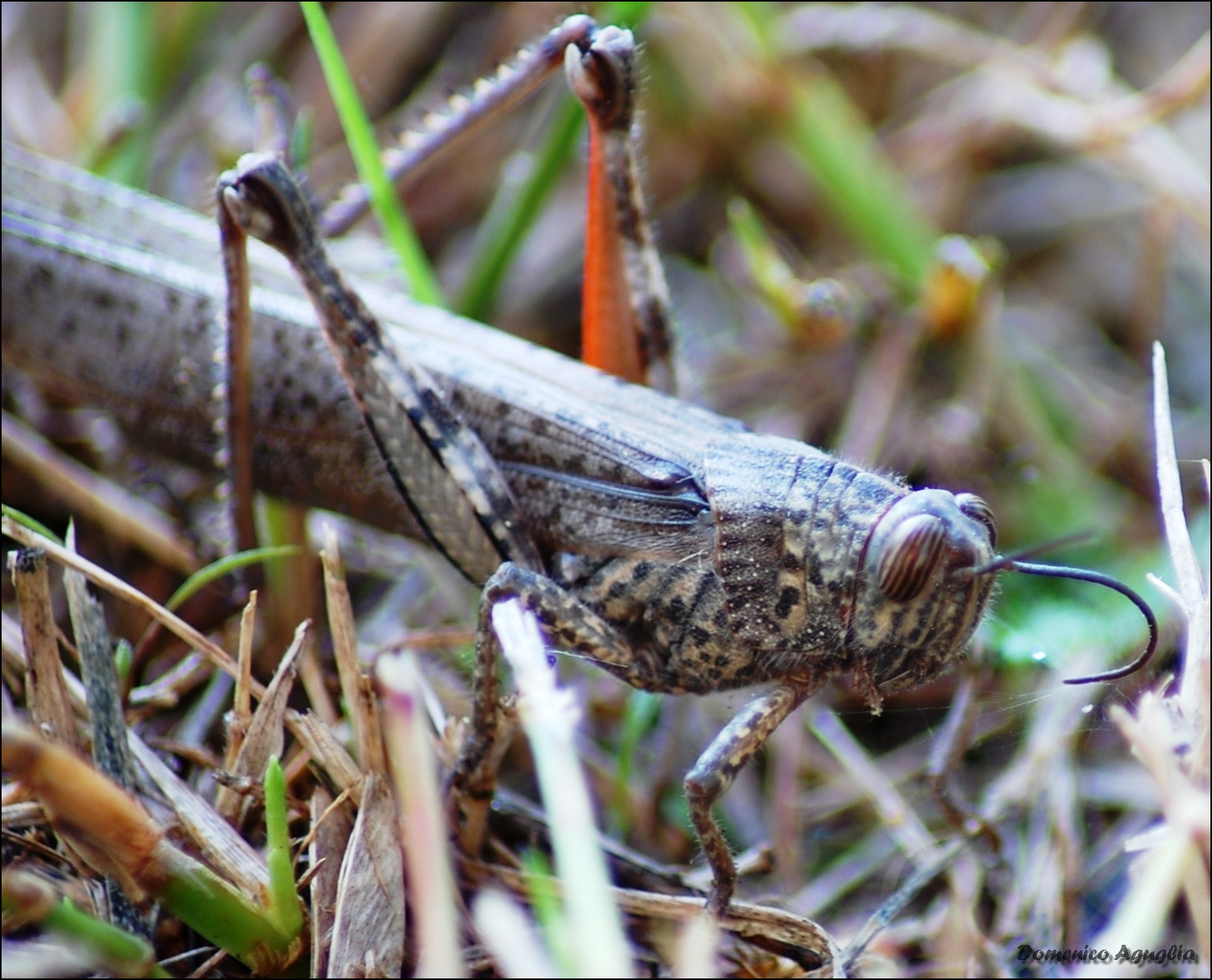Grasshopper