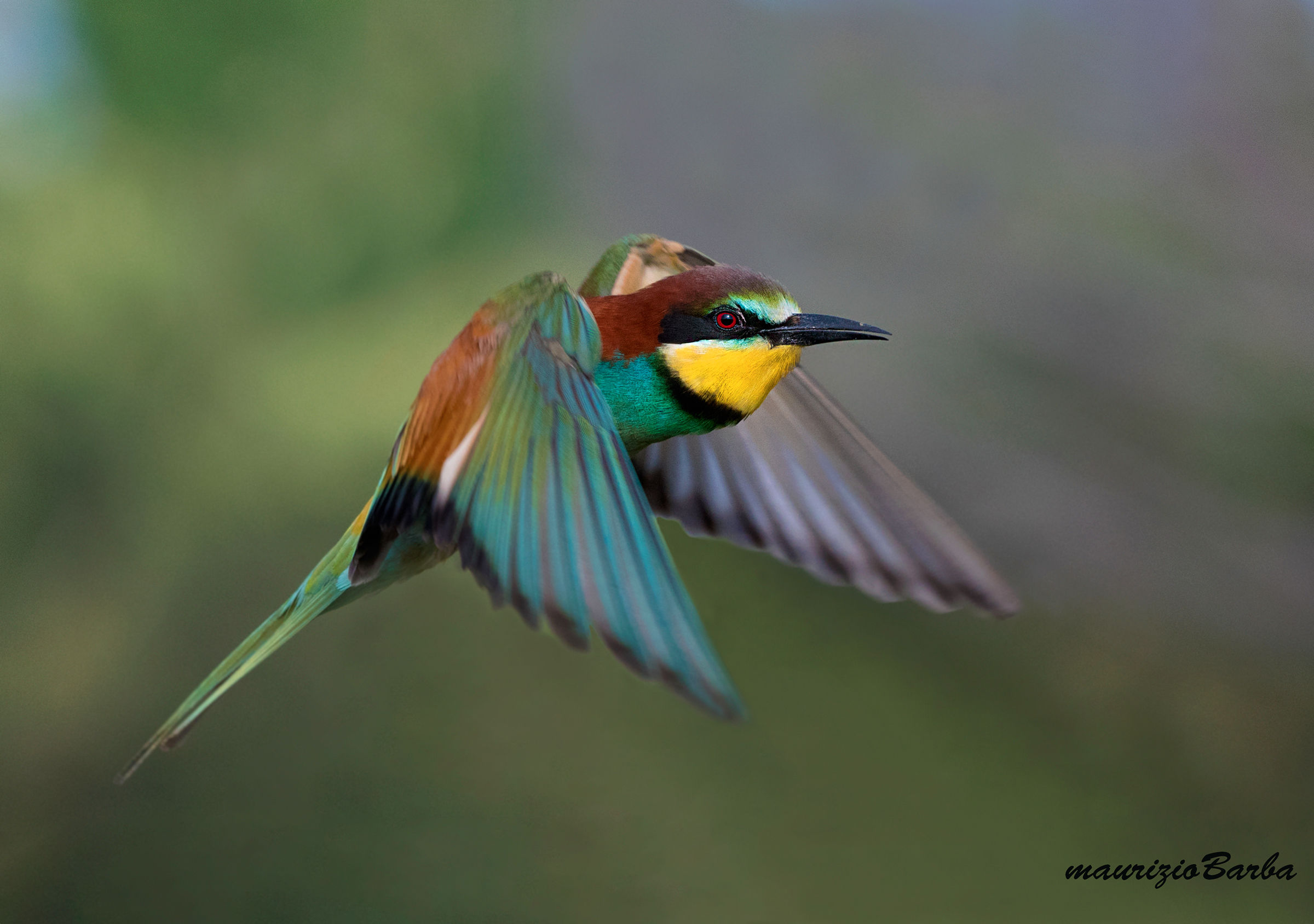 Bee-eater