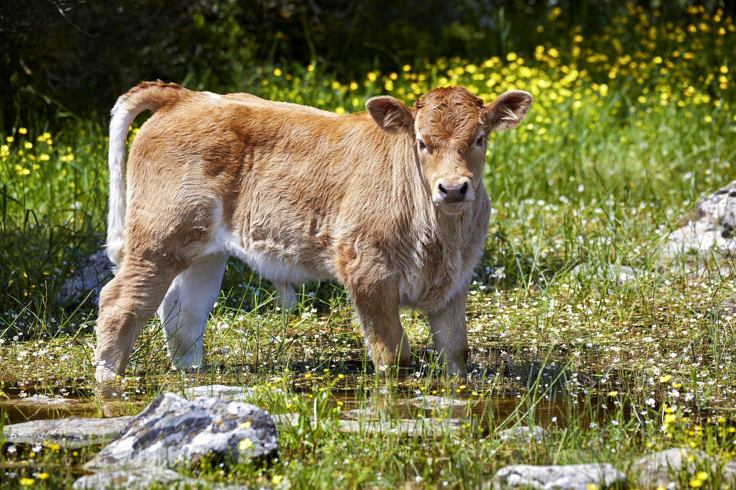 The calf in the Pauli