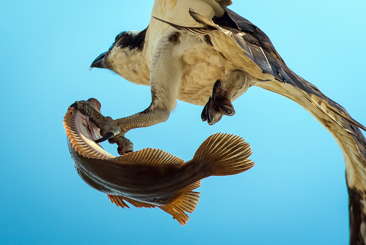 When ospreys fish