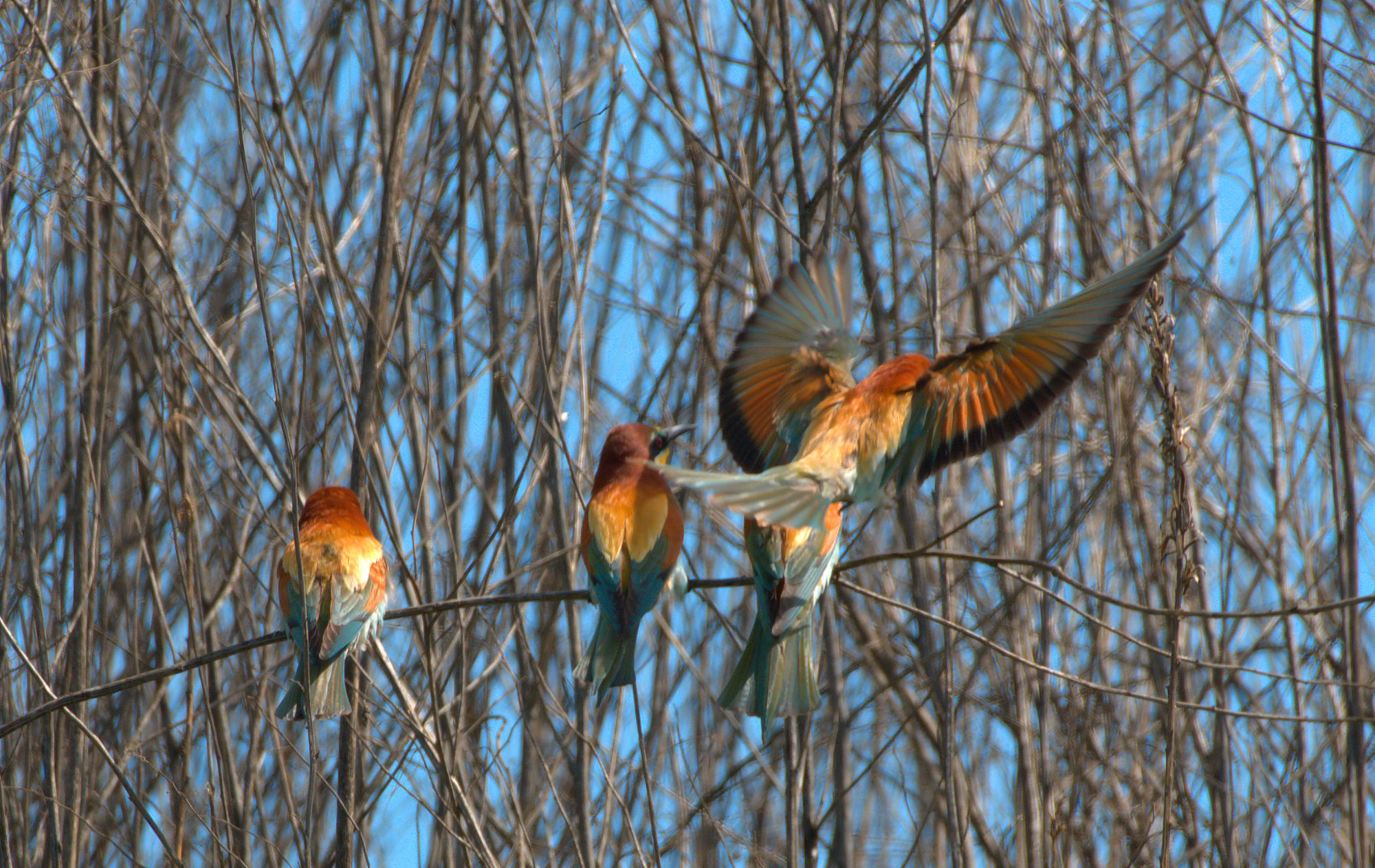 Bee-eater