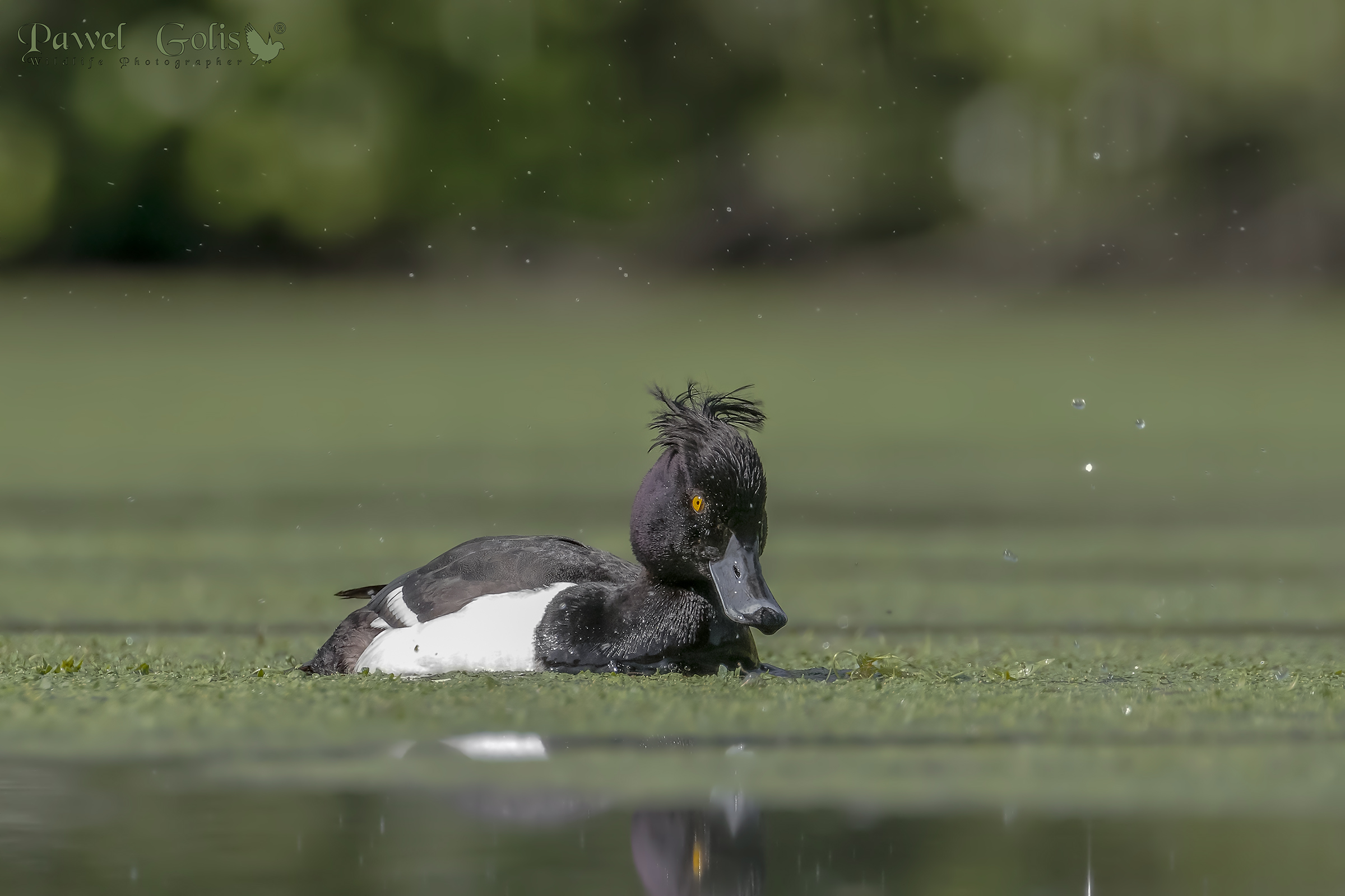 Tufted duck (Aythya fuligula)