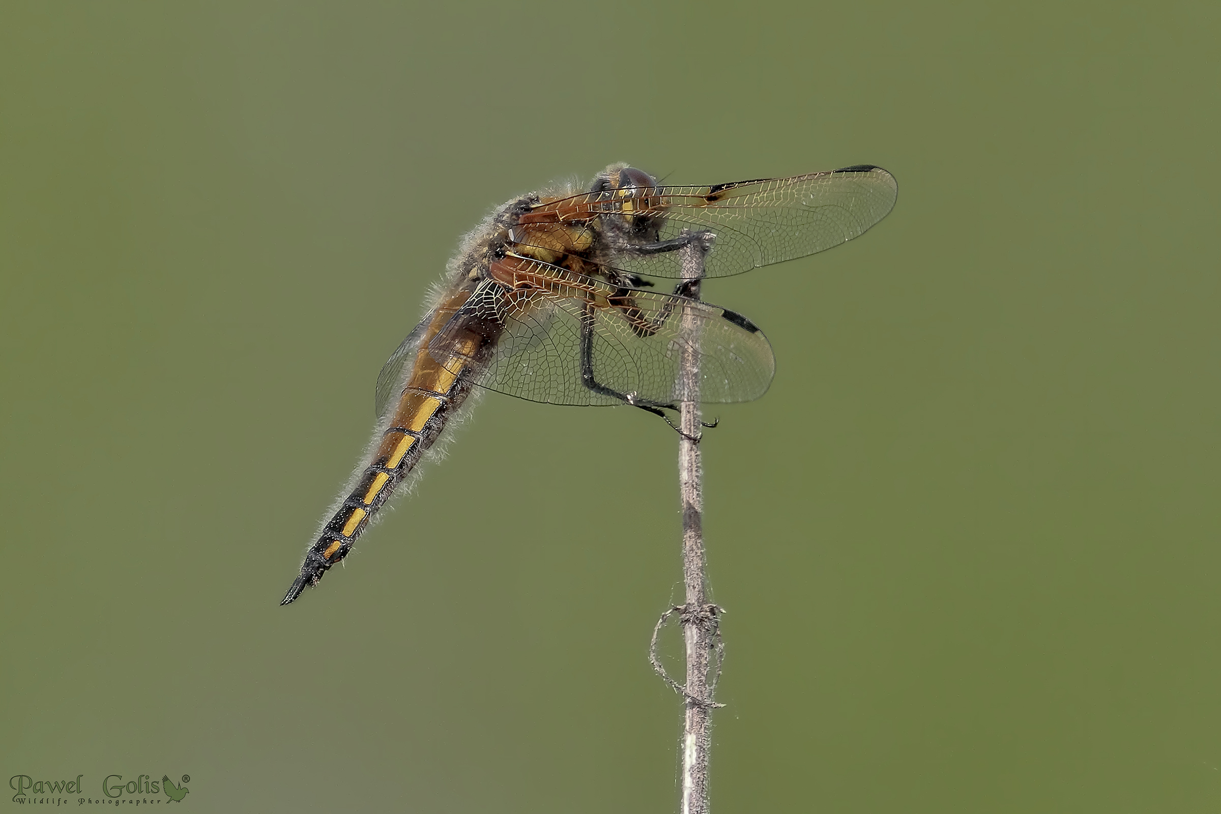 Broad-bodied chaser (Libellula depressa)