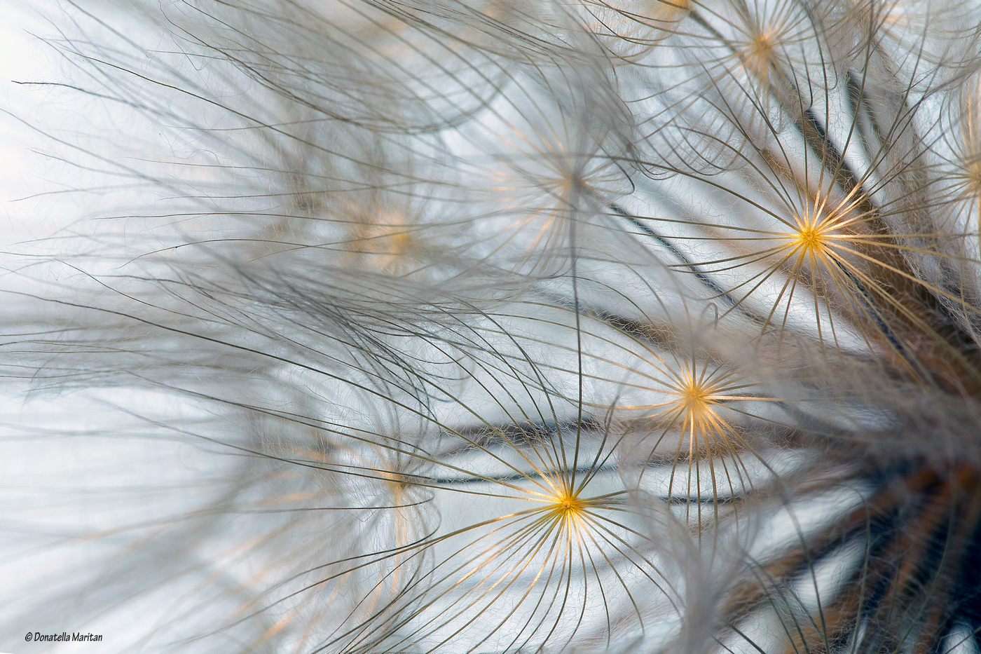 The stars of the shower head