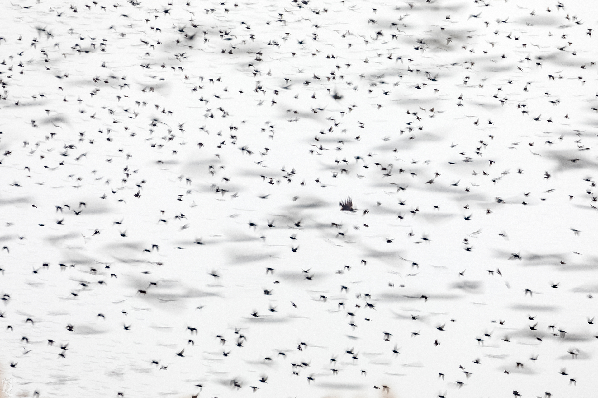 Falco di palude a caccia di storni