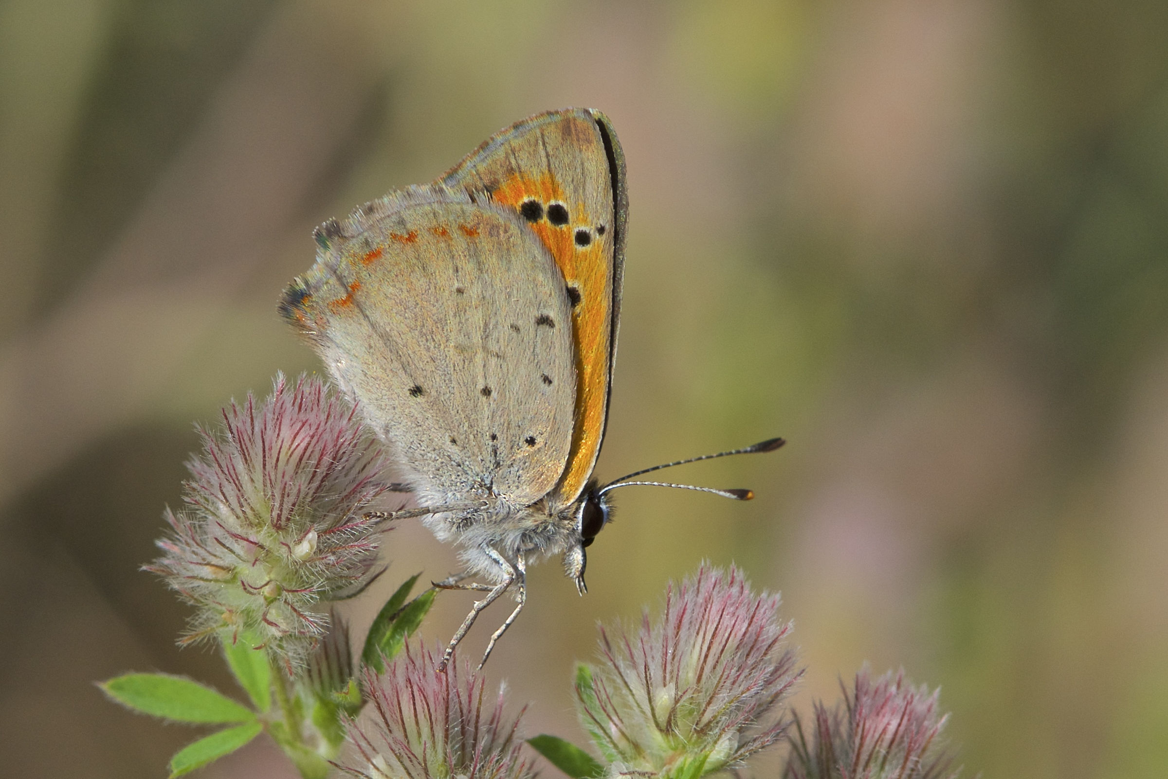 Lycaena Phlaeas